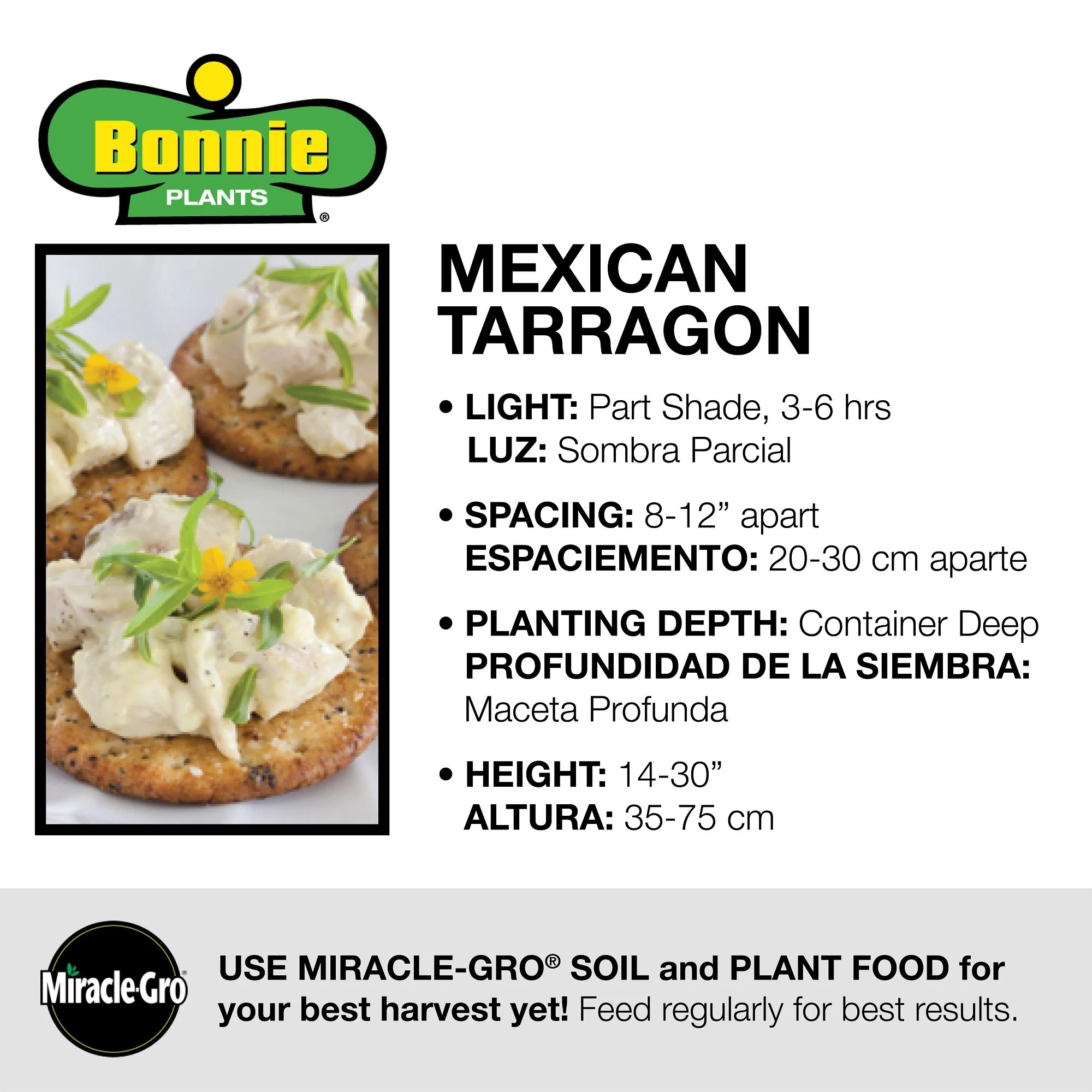 Mexican Tarragon (2 Pack) - Image 4