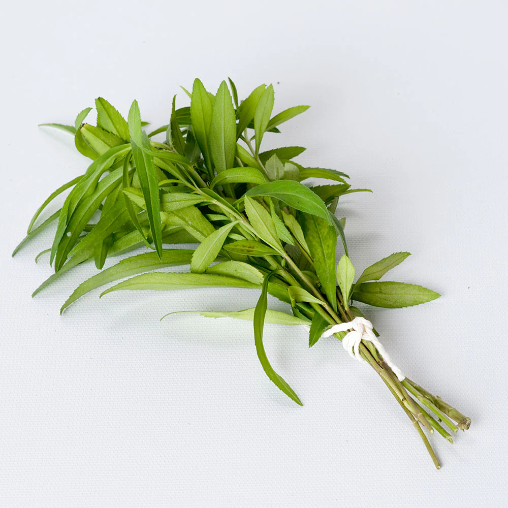 Mexican Tarragon (2 Pack) - Image 5