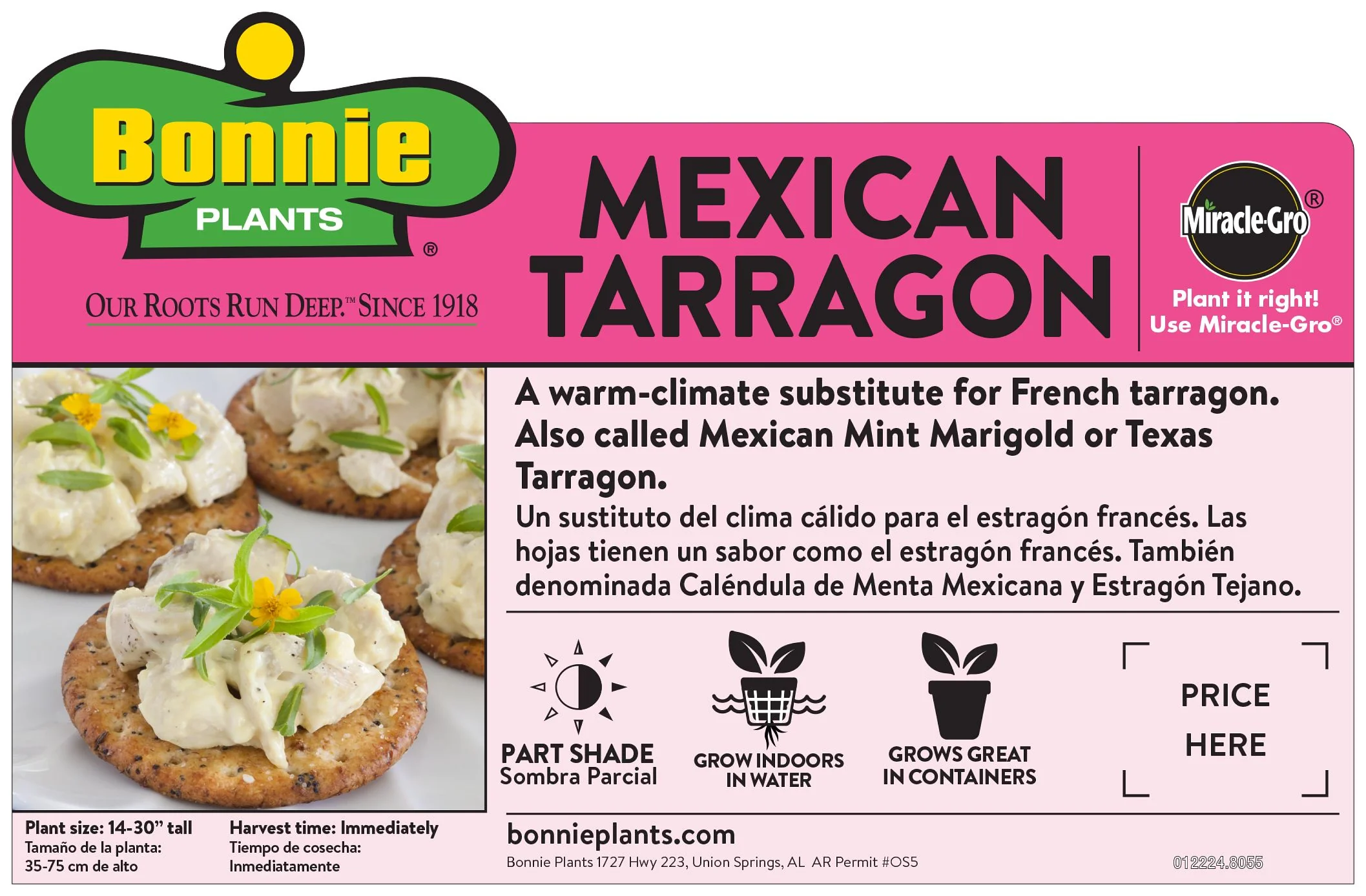 Mexican Tarragon (2 Pack) - Image 6