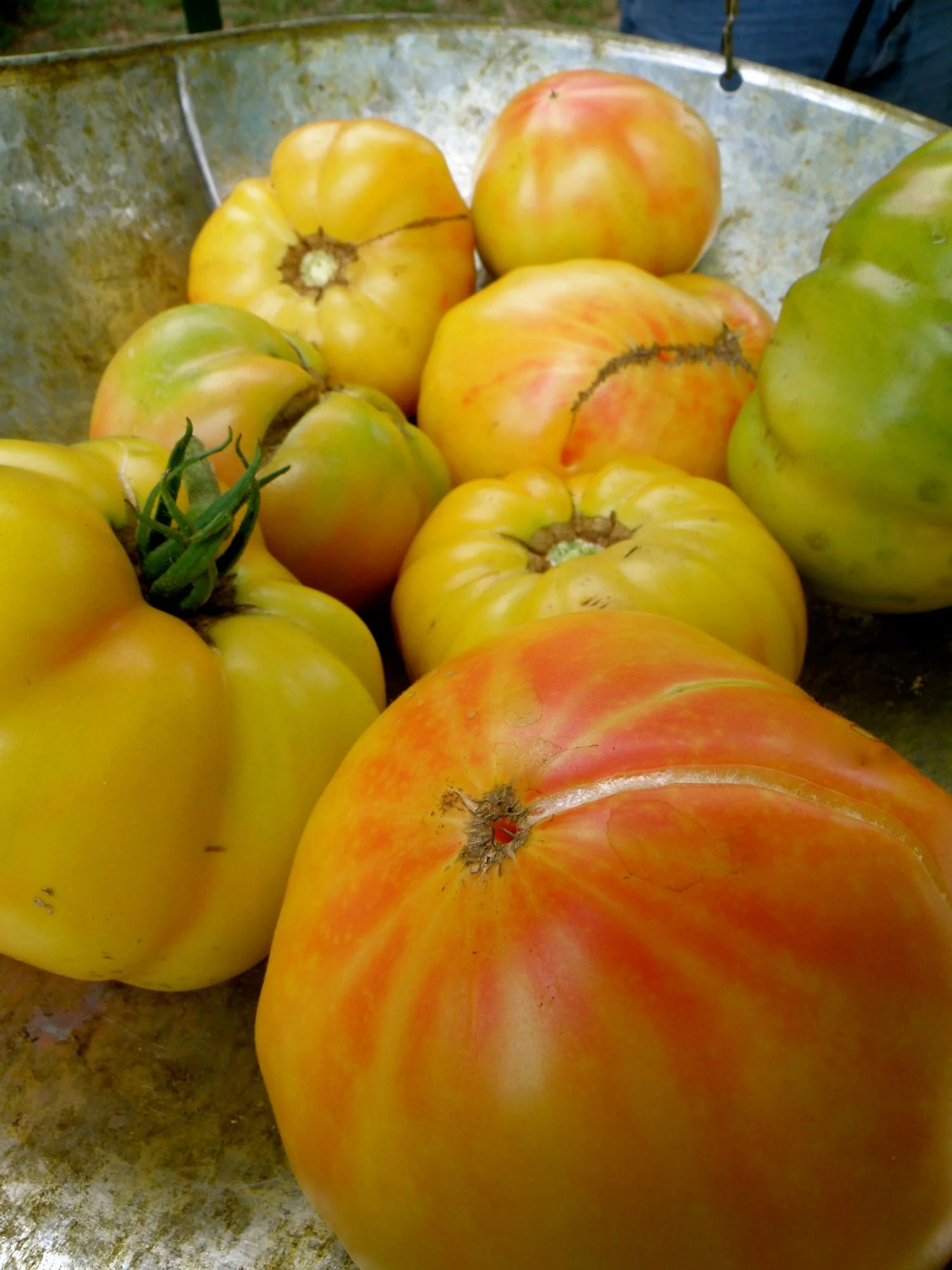 Mr. Stripey Heirloom Tomato (2 Pack) - Image 3