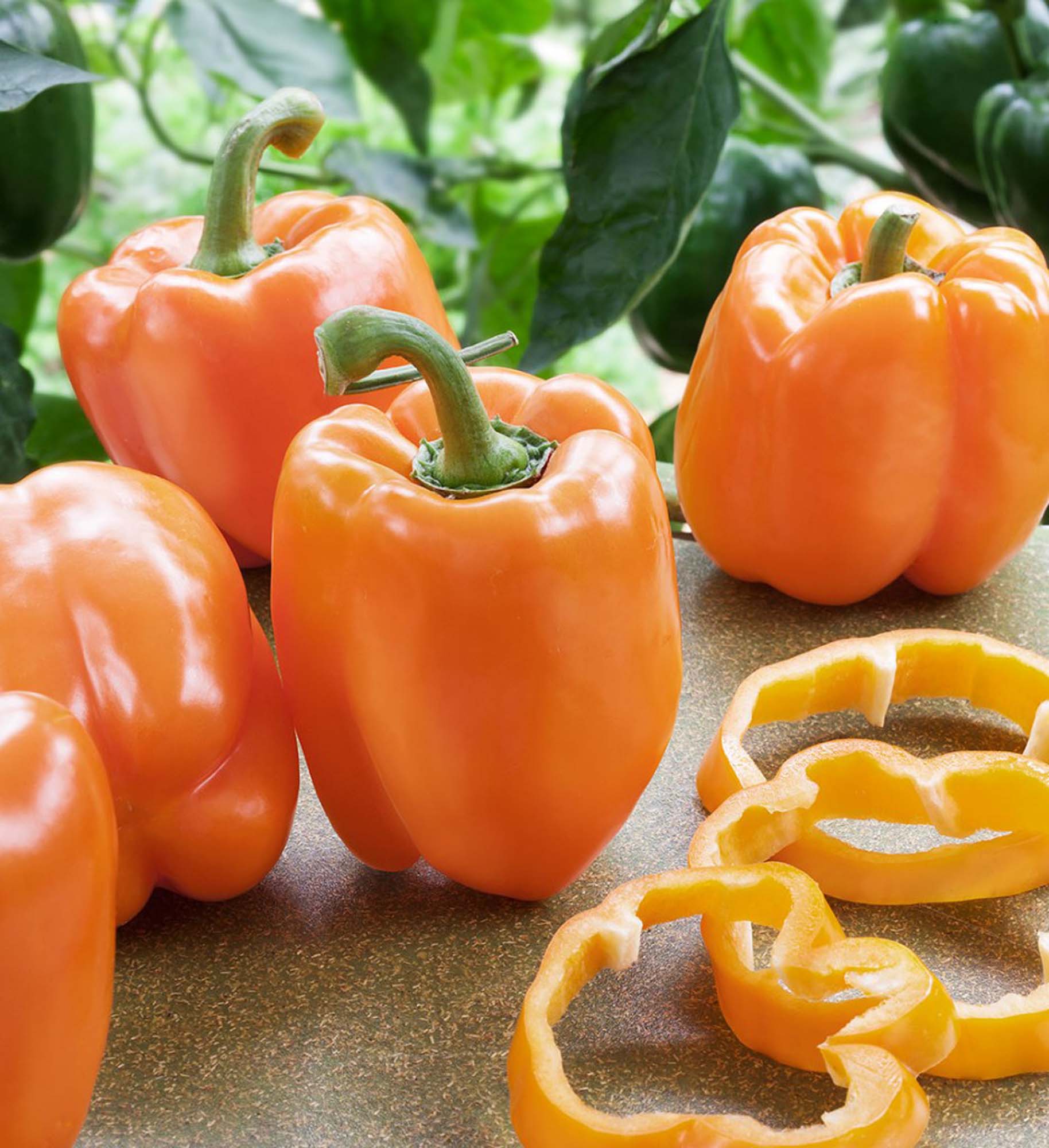 Orange Bell Pepper (2 Pack)