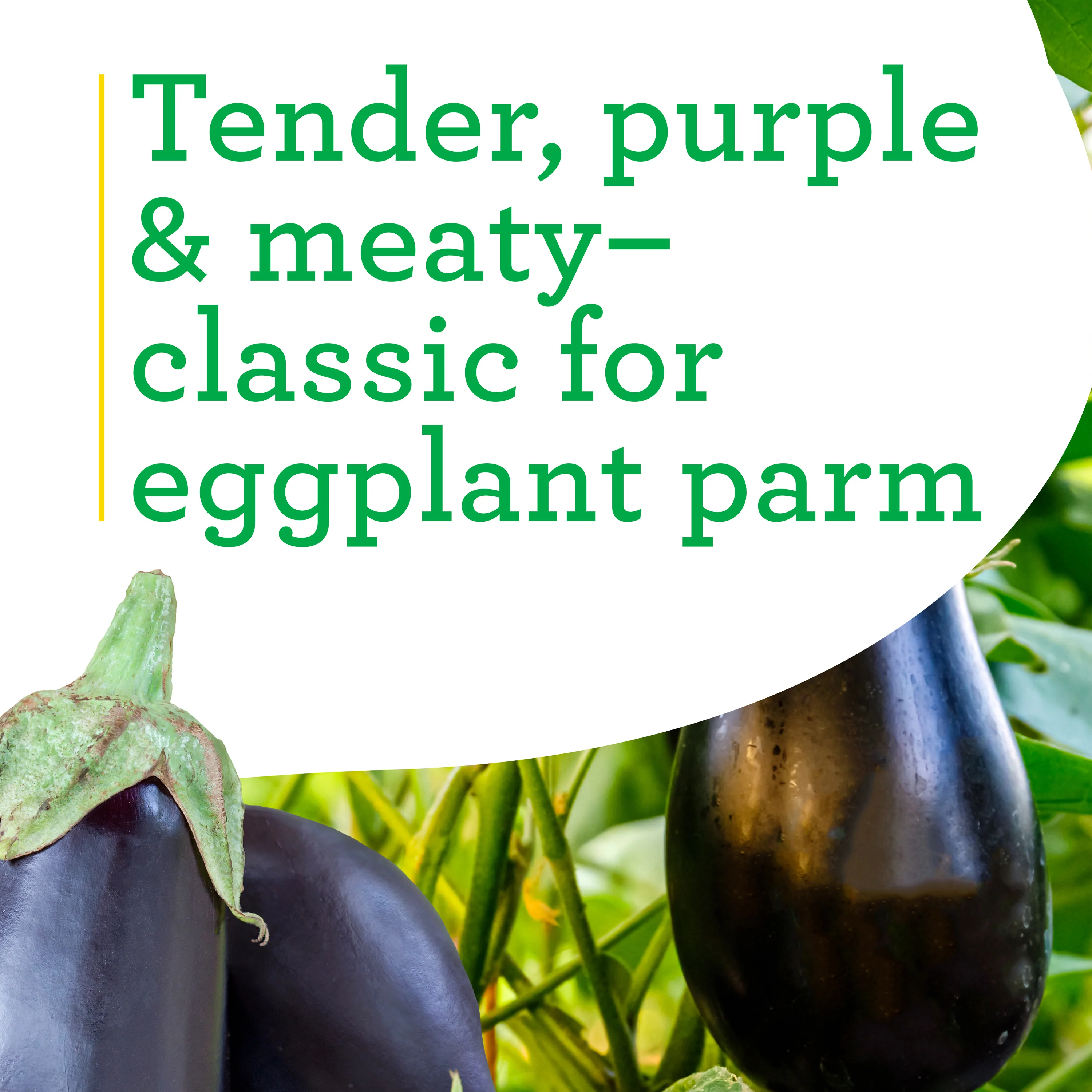 Organic Black Beauty Eggplant (2 Pack) - Image 3