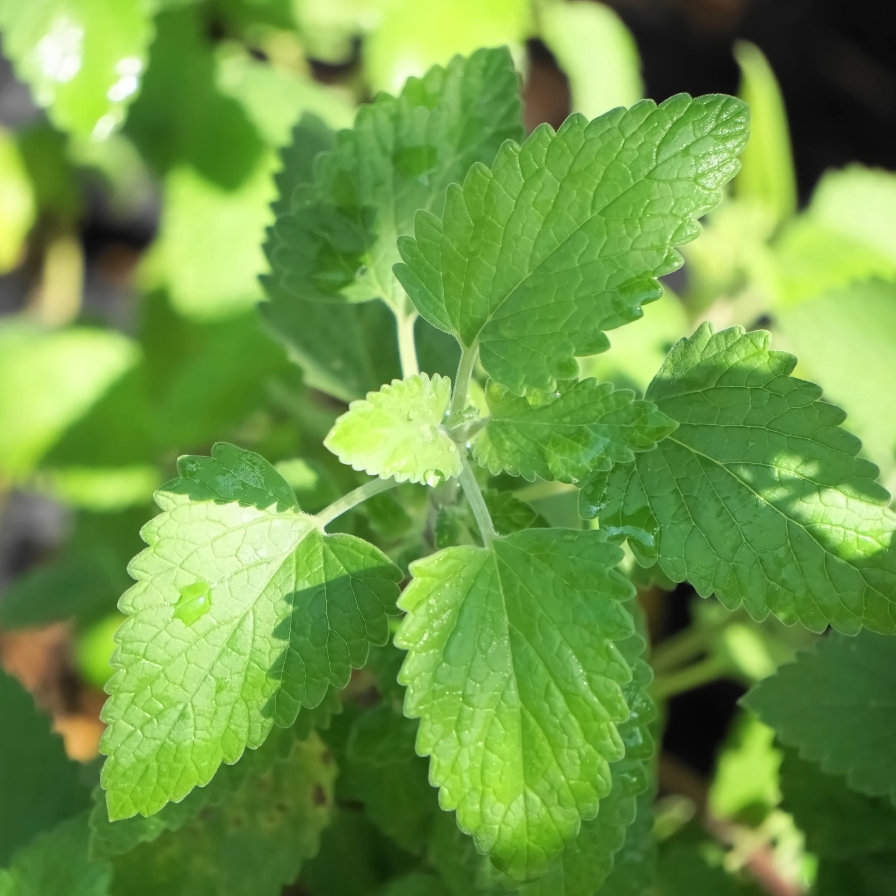 Catnip (2 Pack) - Image 3