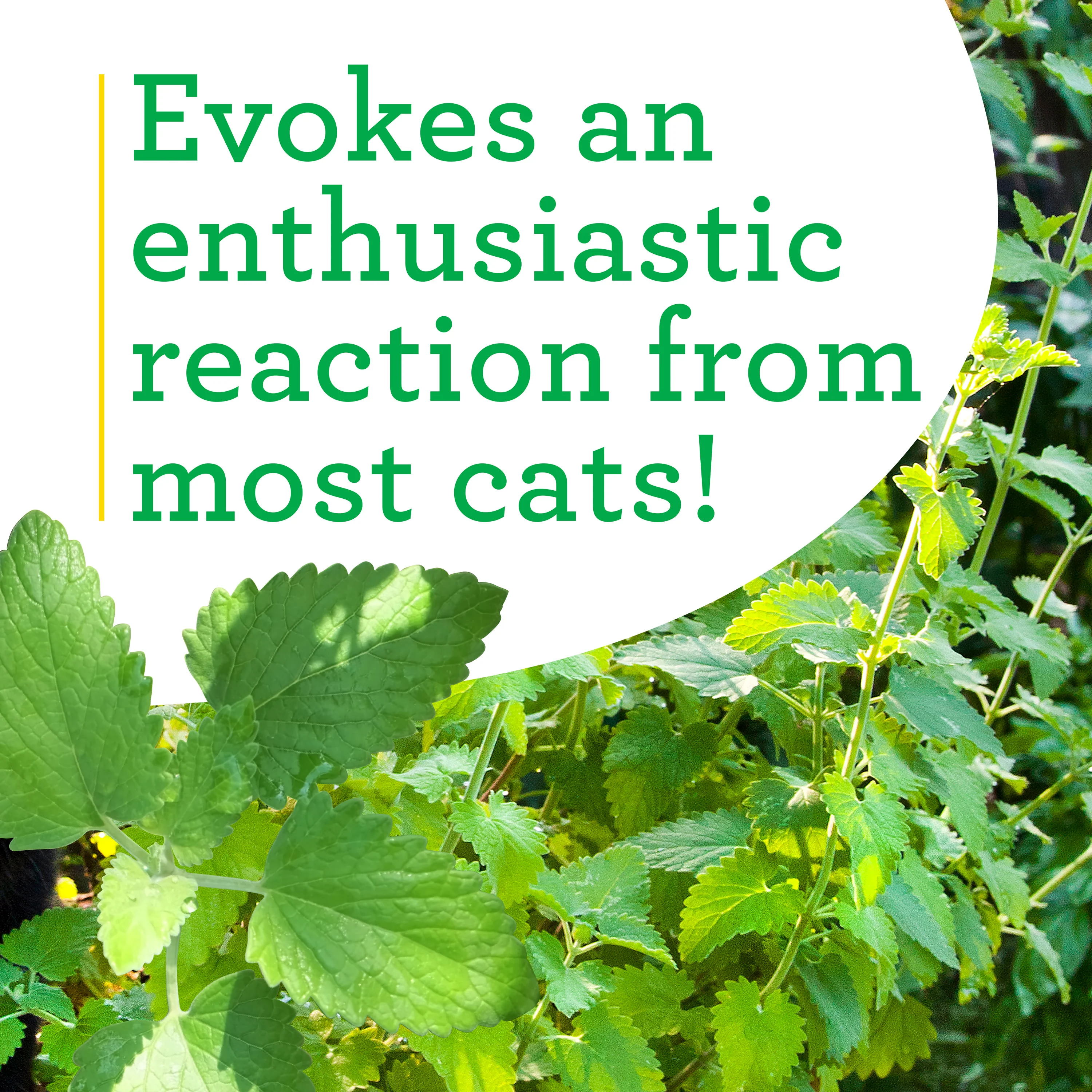 Catnip (2 Pack) - Image 4