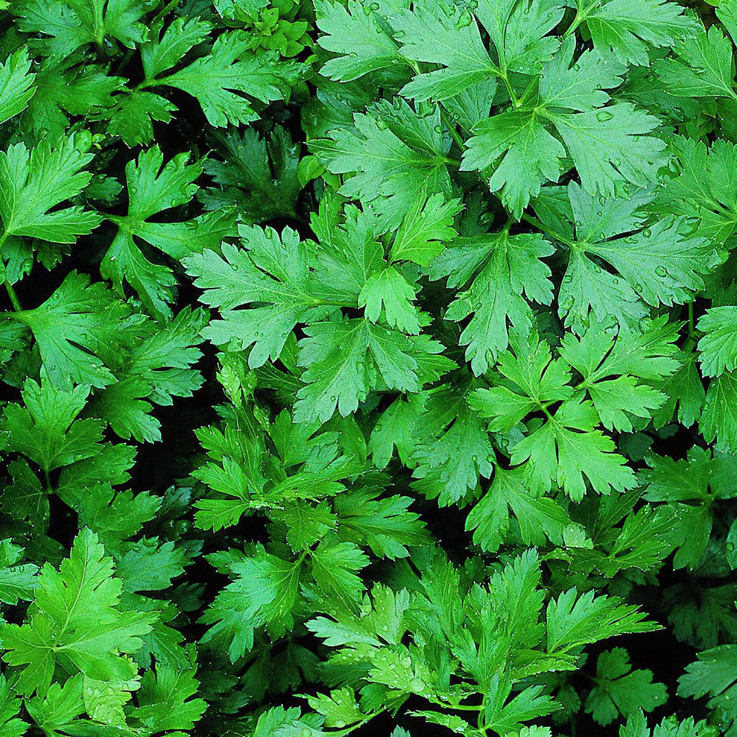 Italian Flat Parsley (2 Pack) - Image 3