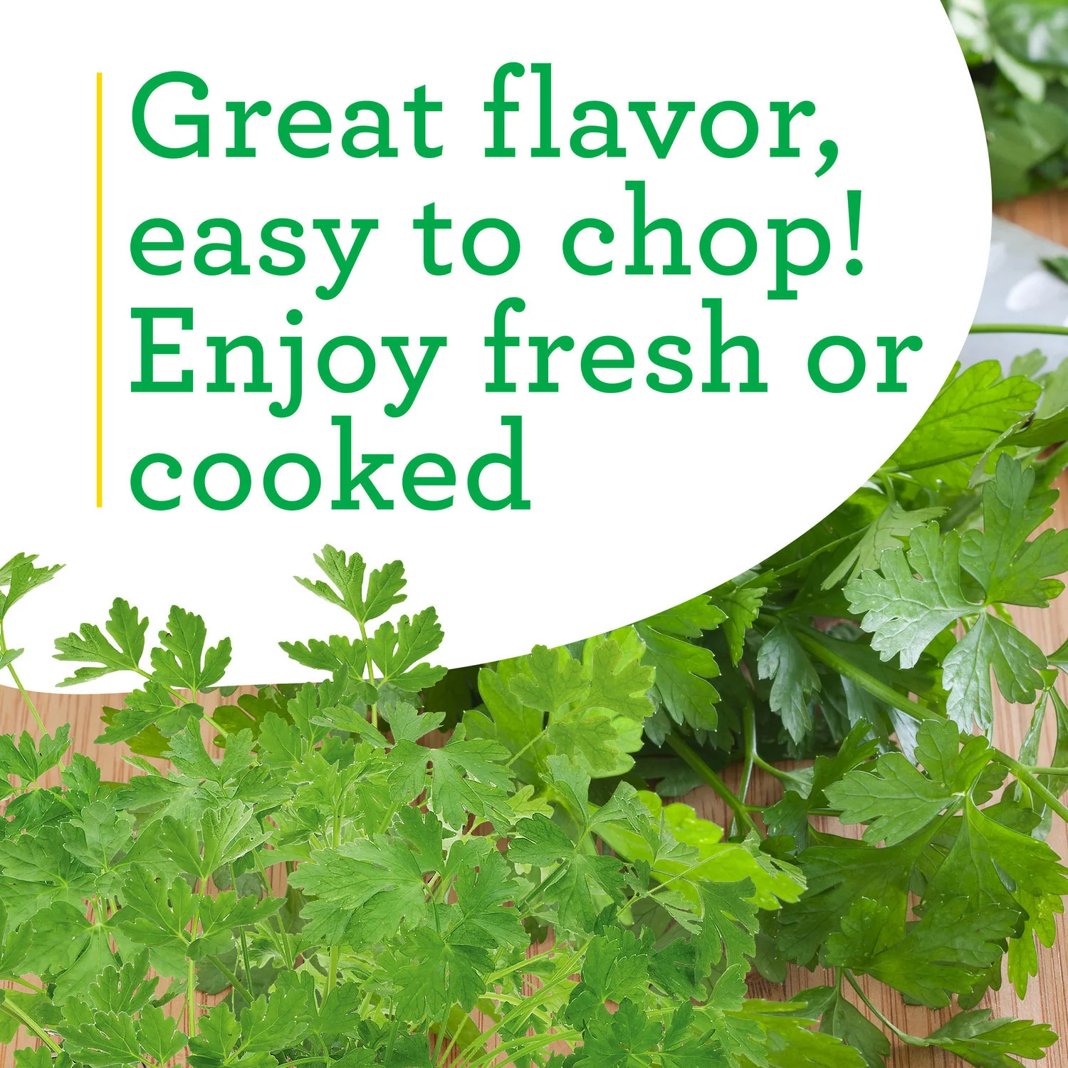 Italian Flat Parsley (2 Pack) - Image 4