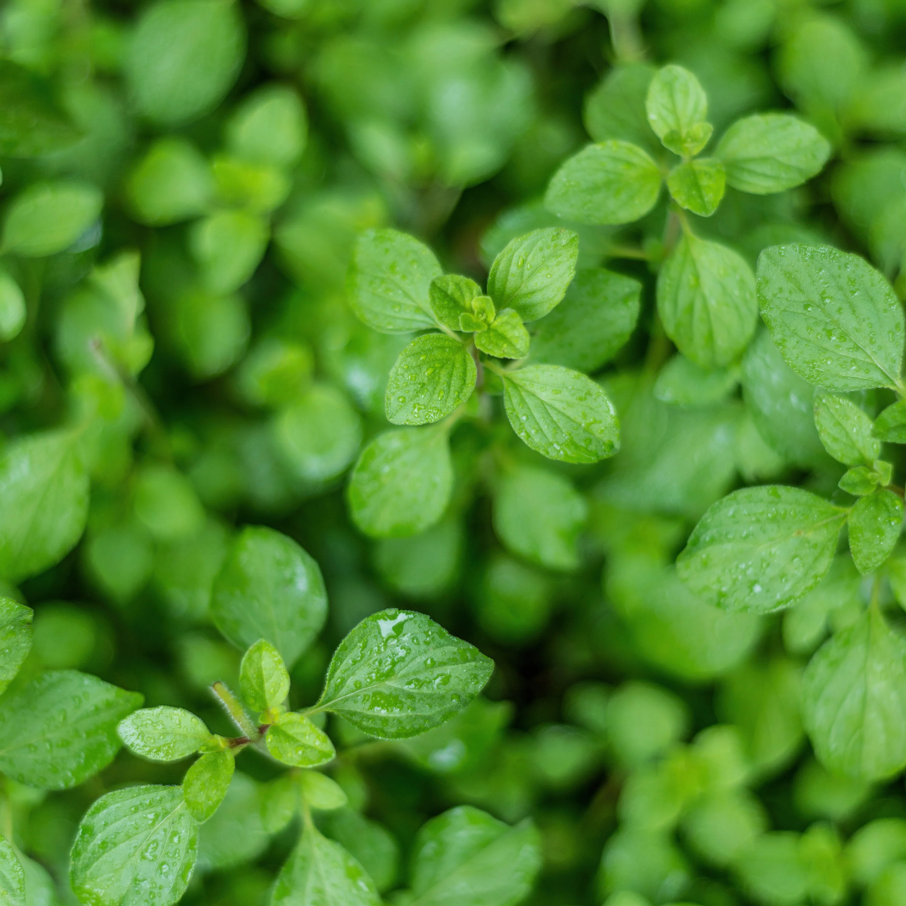 Organic Greek Oregano (2 Pack) - Image 3