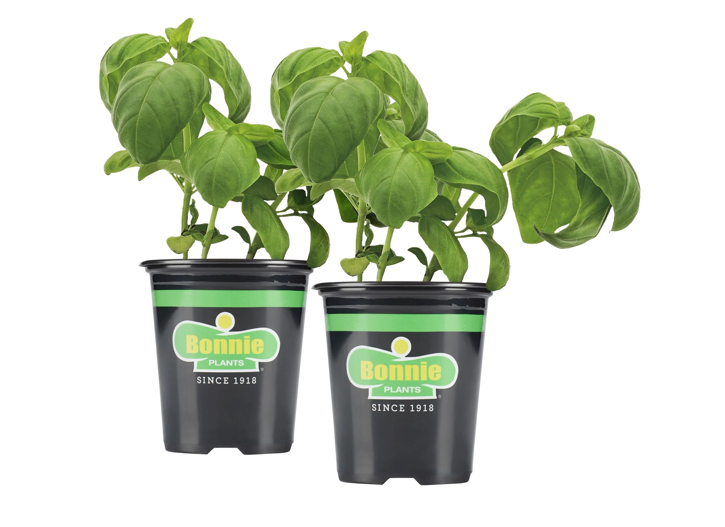 Organic Green Basil (2 Pack) - Image 2