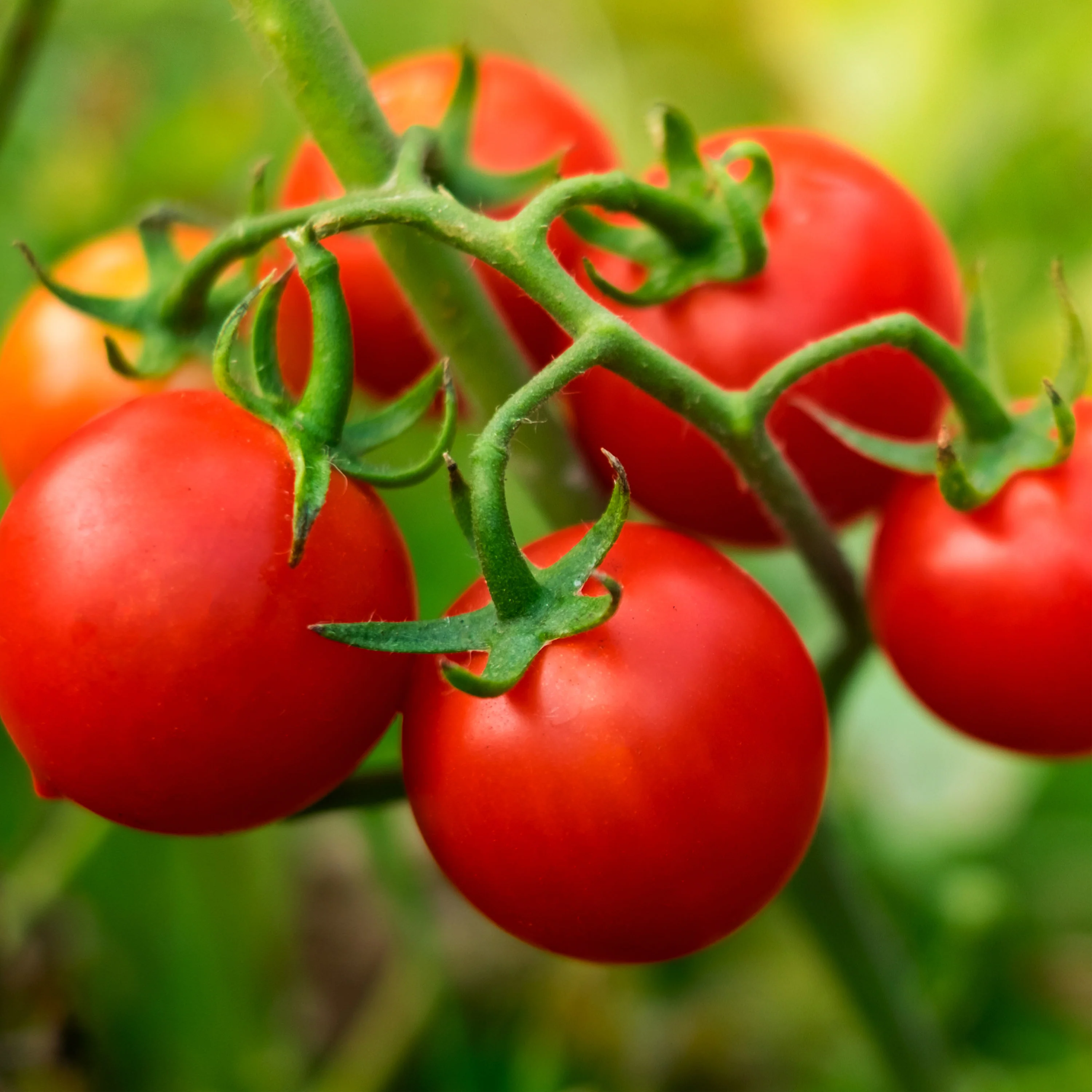 Organic Husky Cherry Red Tomato (2 Pack) - Image 3