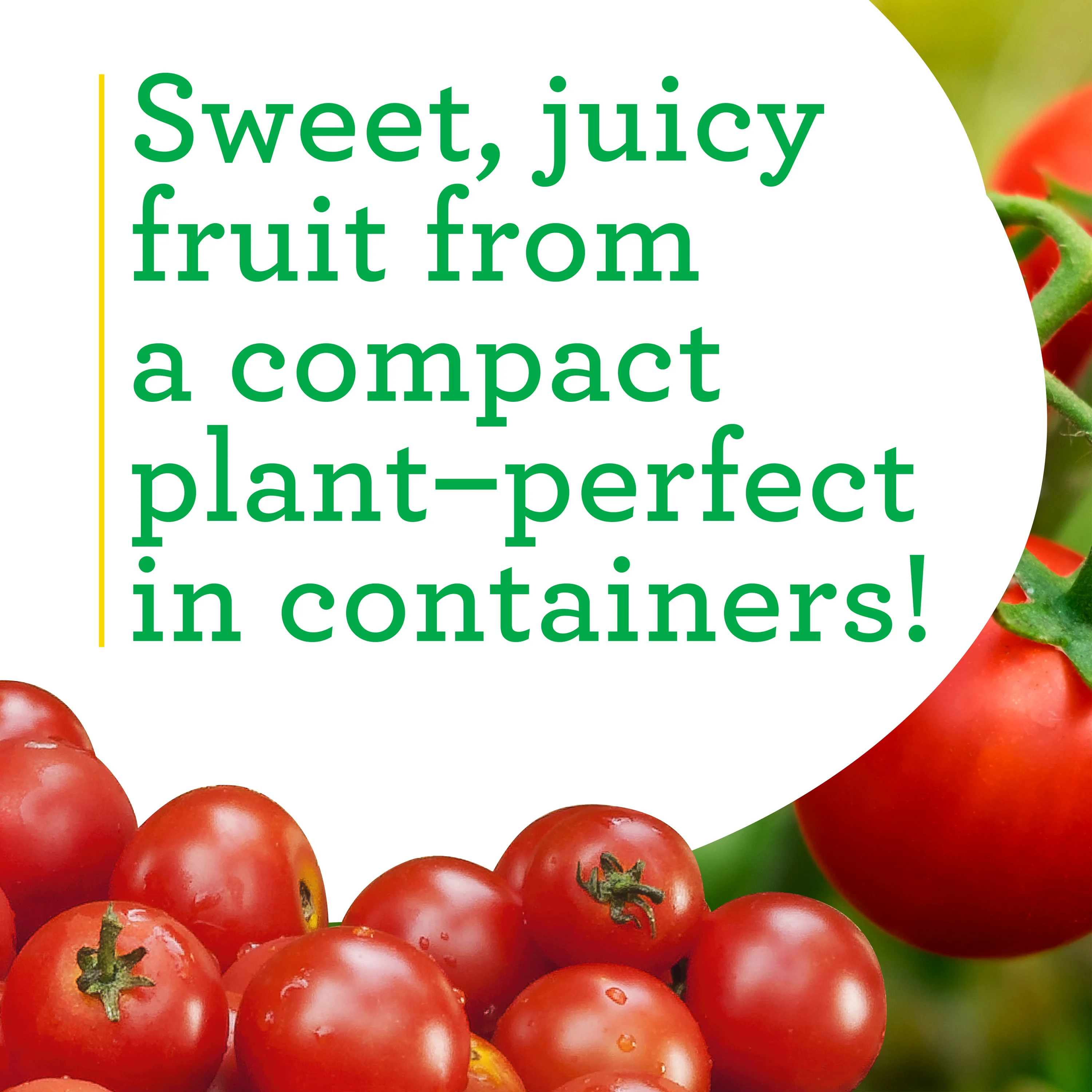 Organic Husky Cherry Red Tomato (2 Pack) - Image 4