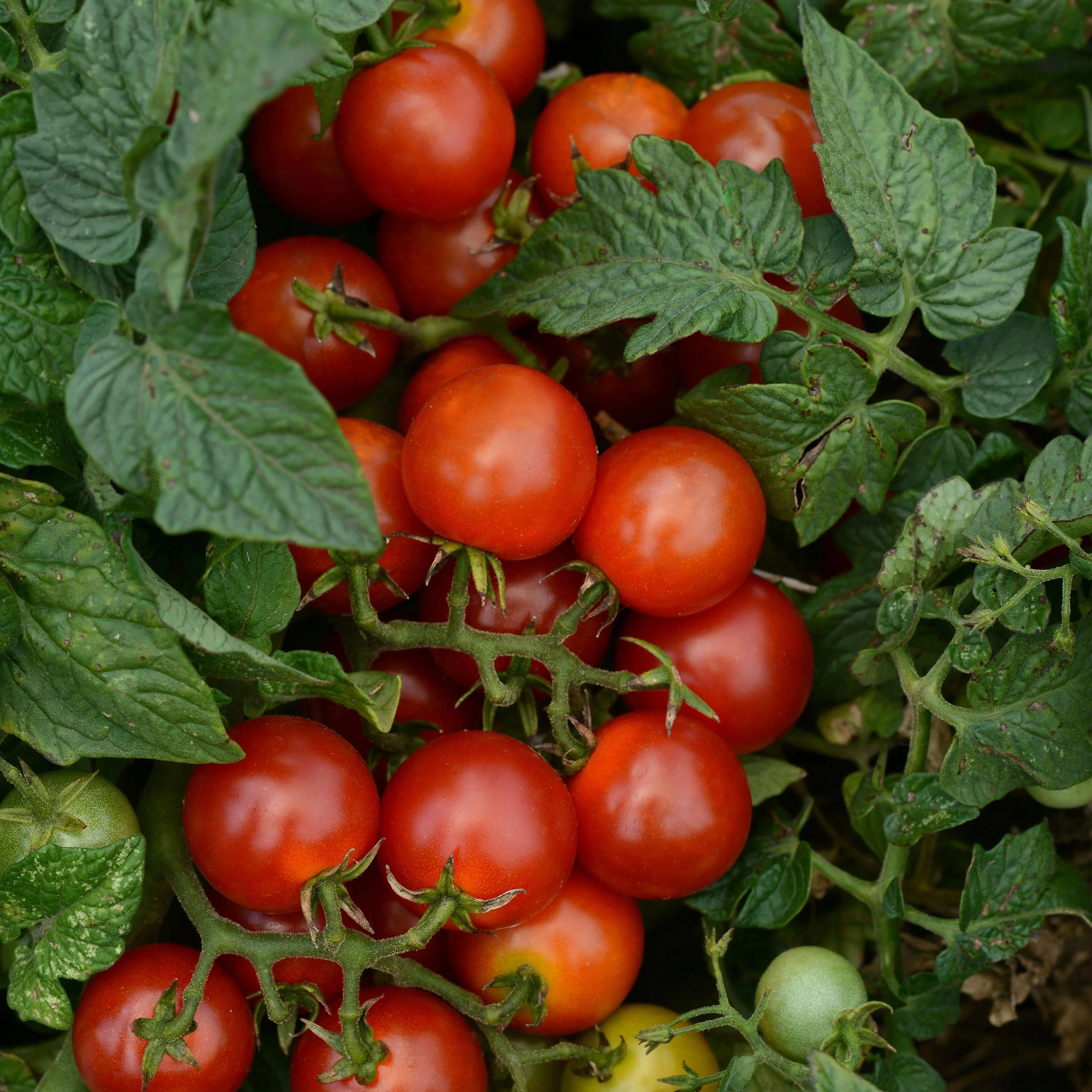 Organic Little Bing Cherry Tomato (2 Pack) - Image 3