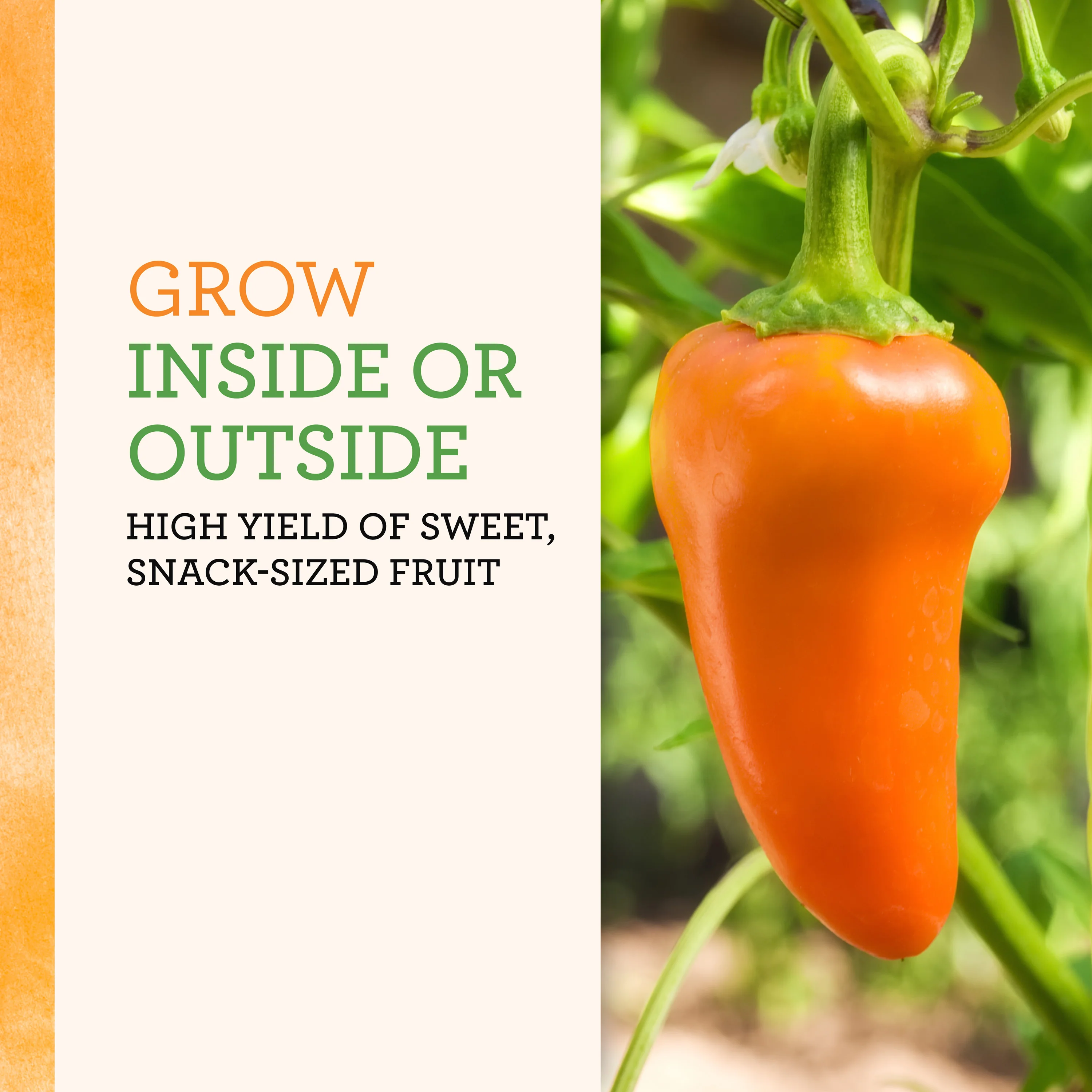 Organic Orange Lunchbox Pepper (2 Pack) - Image 4