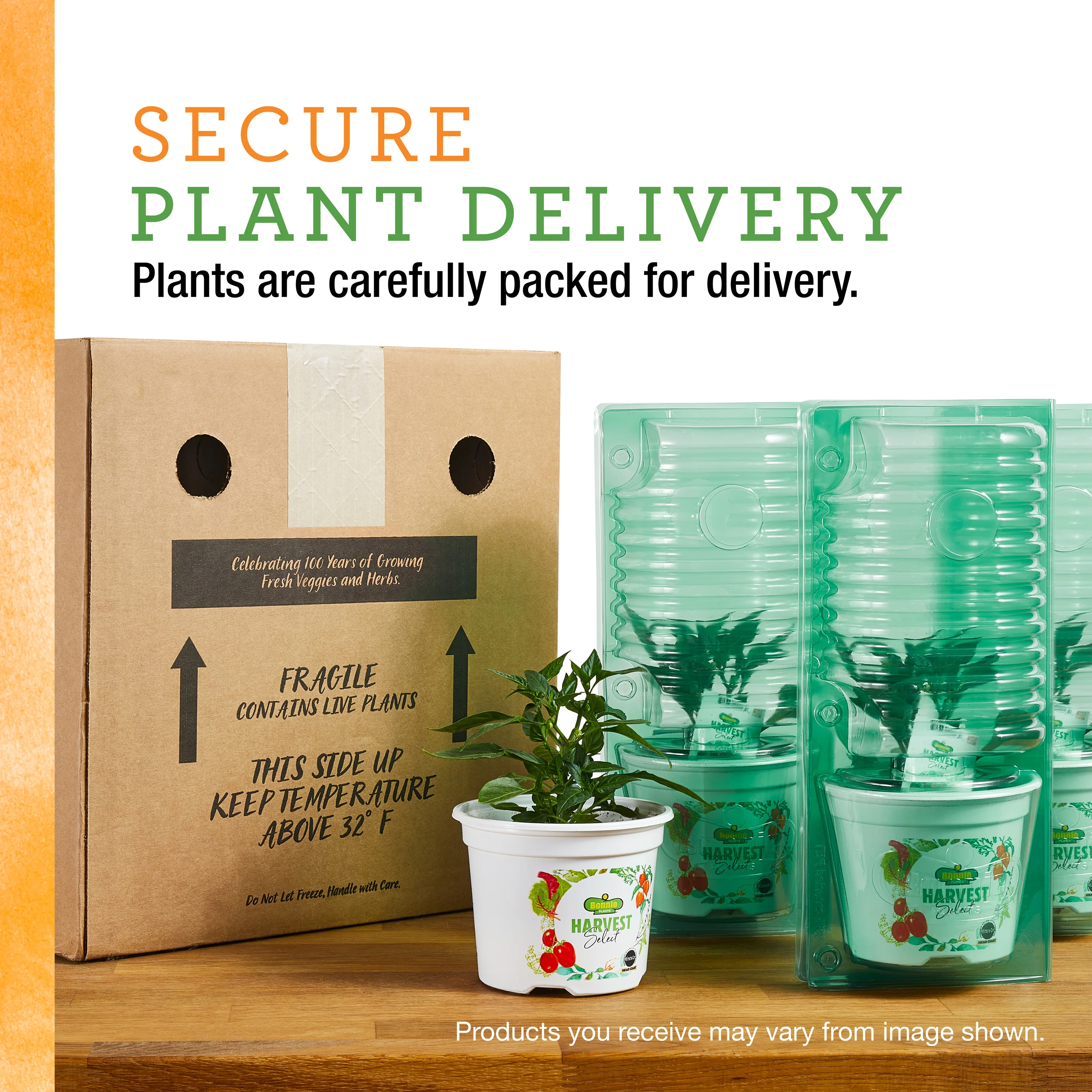 Organic Orange Lunchbox Pepper (2 Pack) - Image 8
