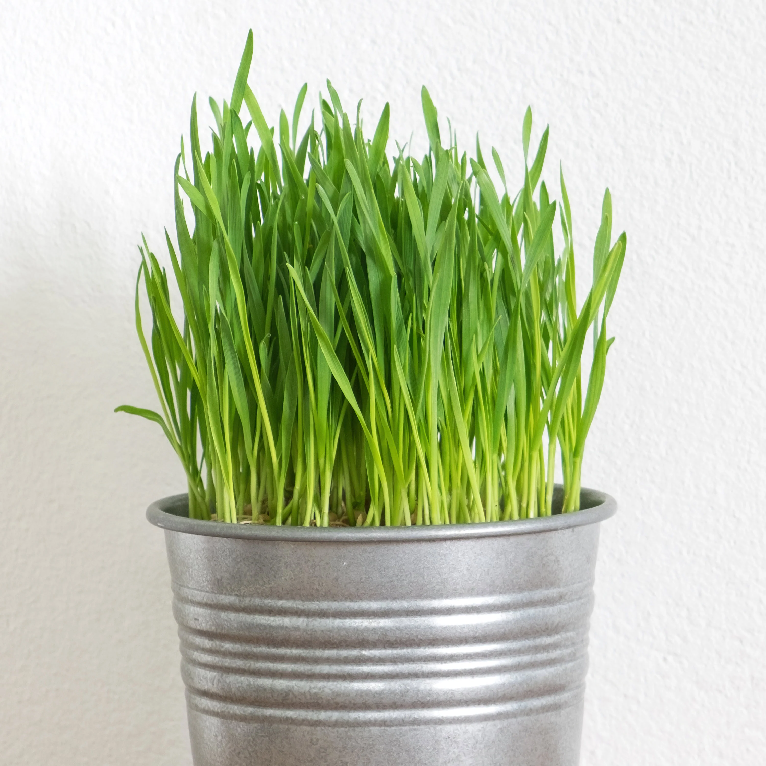 Pet Grass (2 Pack) - Image 3