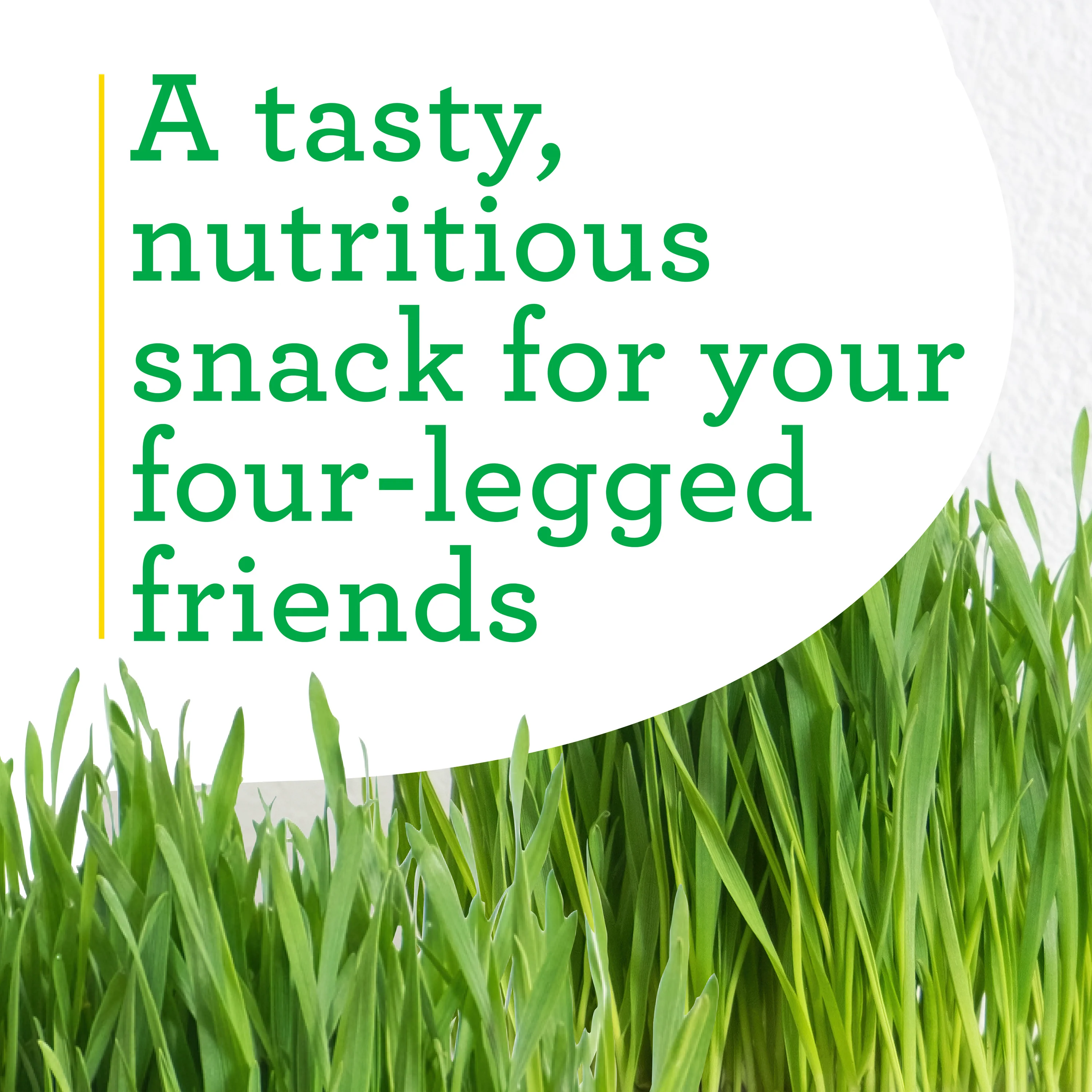 Pet Grass (2 Pack) - Image 4