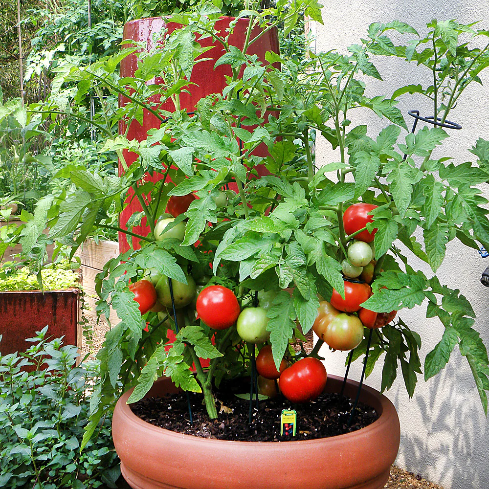Organic Better Bush Tomato (2 Pack)