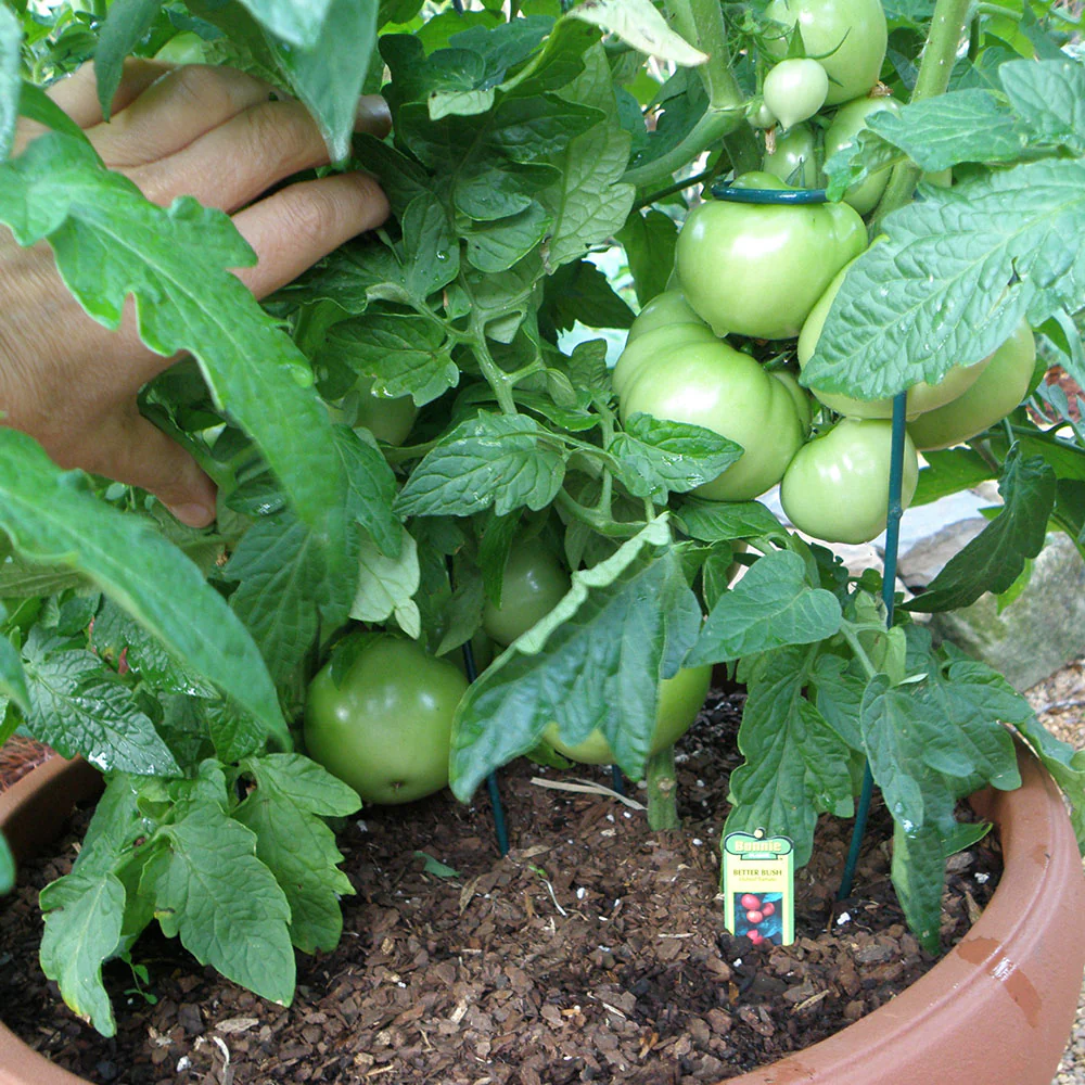 Organic Better Bush Tomato (2 Pack) - Image 3