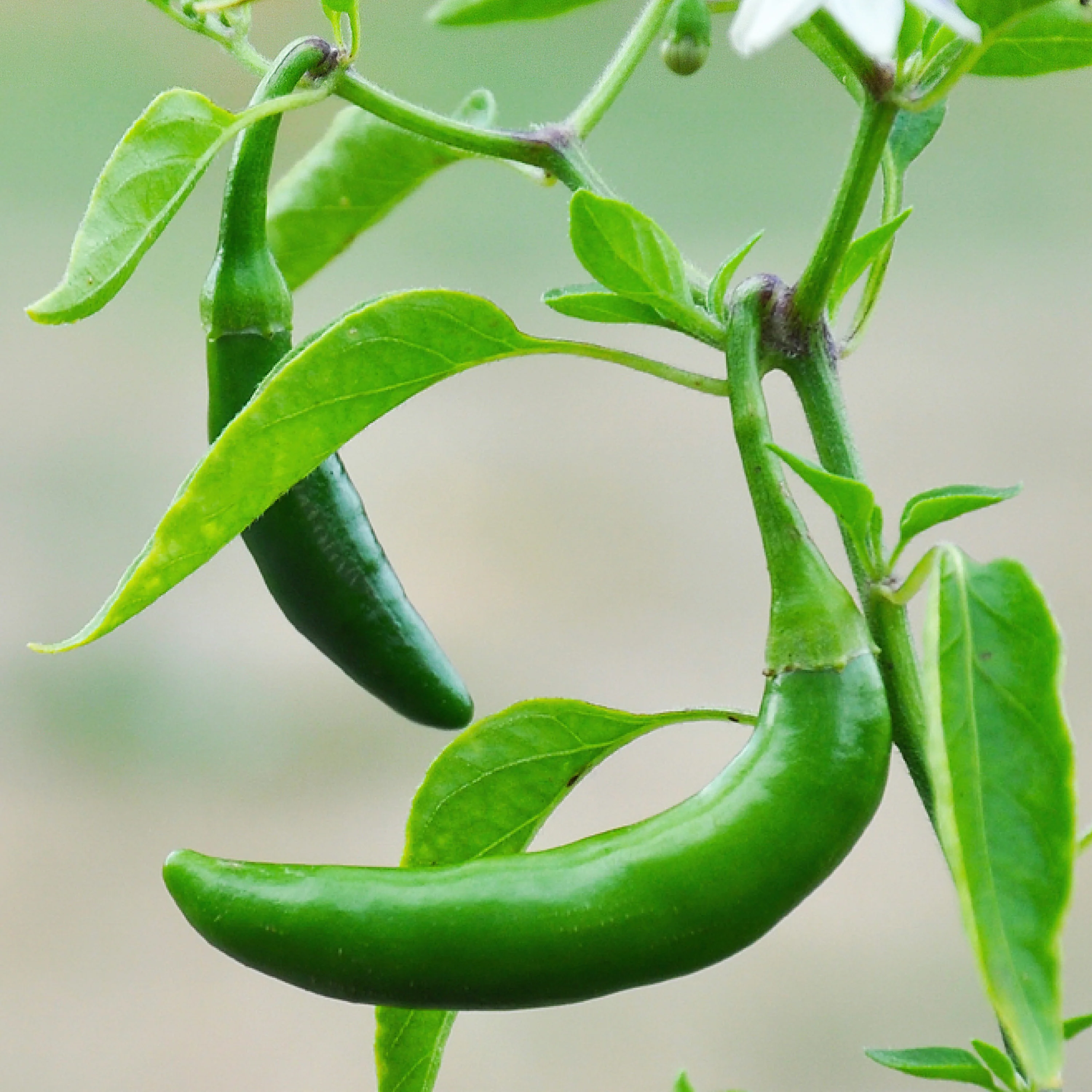 Organic Serrano Pepper (2 Pack) - Image 3