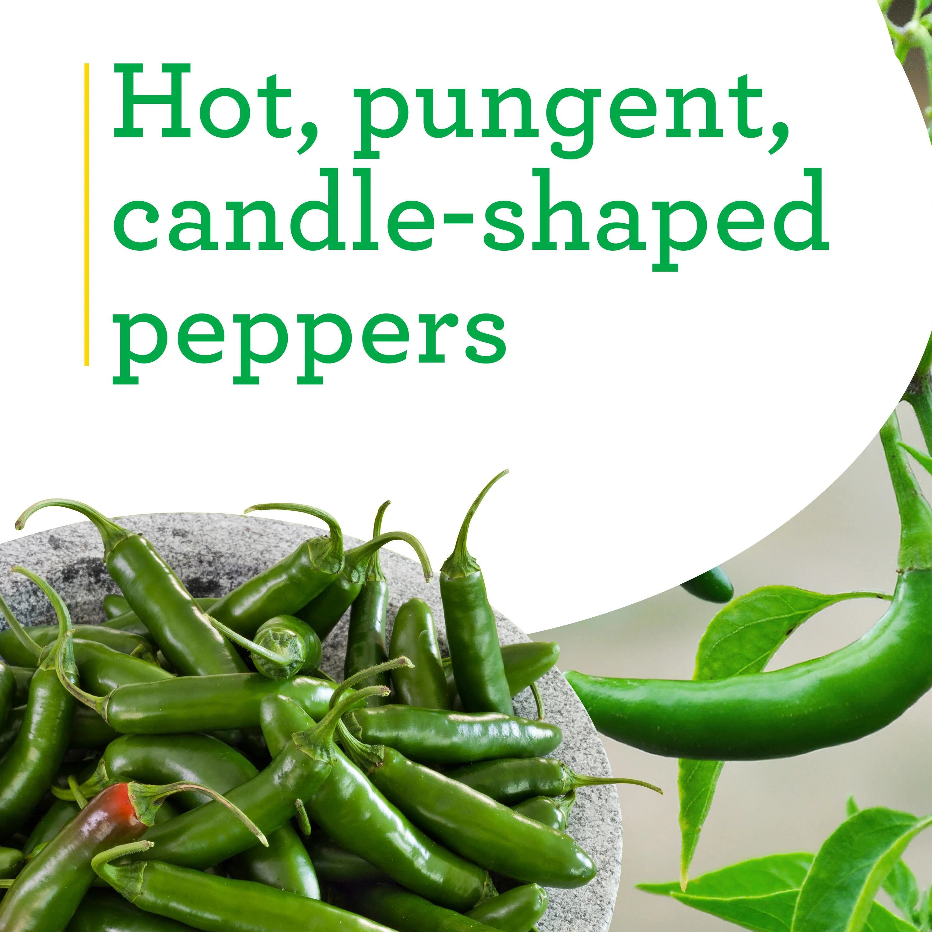 Organic Serrano Pepper (2 Pack) - Image 4
