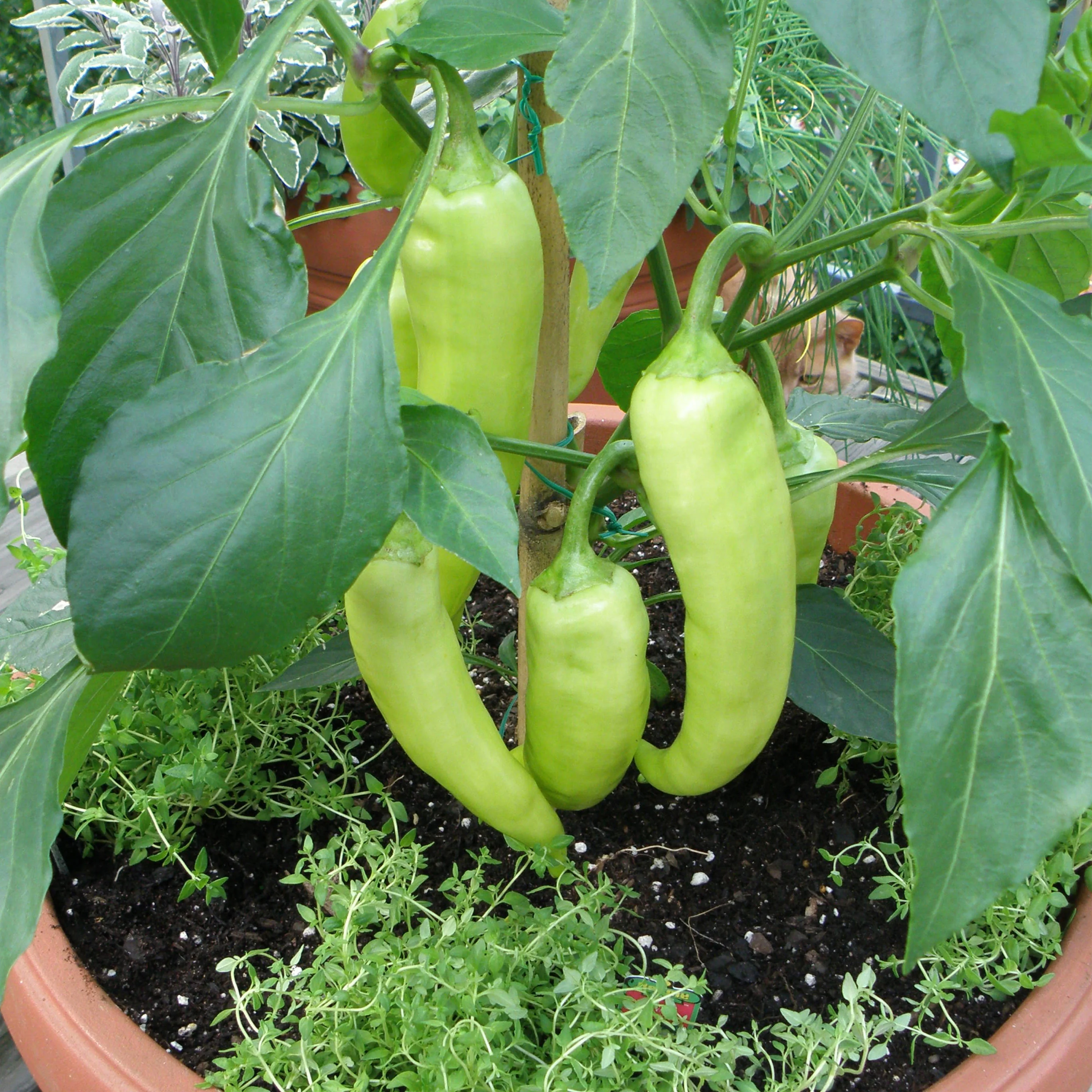Banana Sweet Pepper (2 Pack) - Image 3