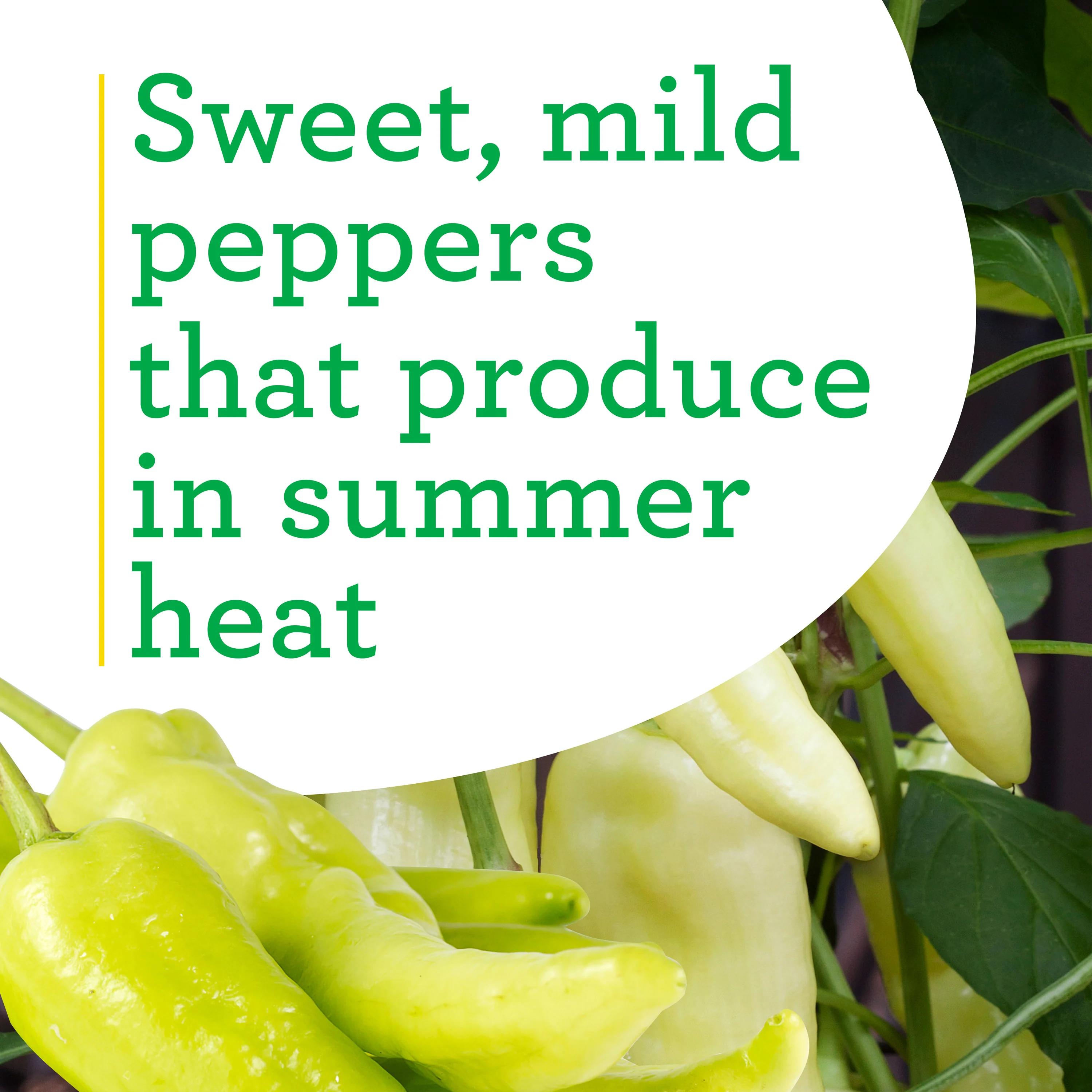 Banana Sweet Pepper (2 Pack) - Image 4