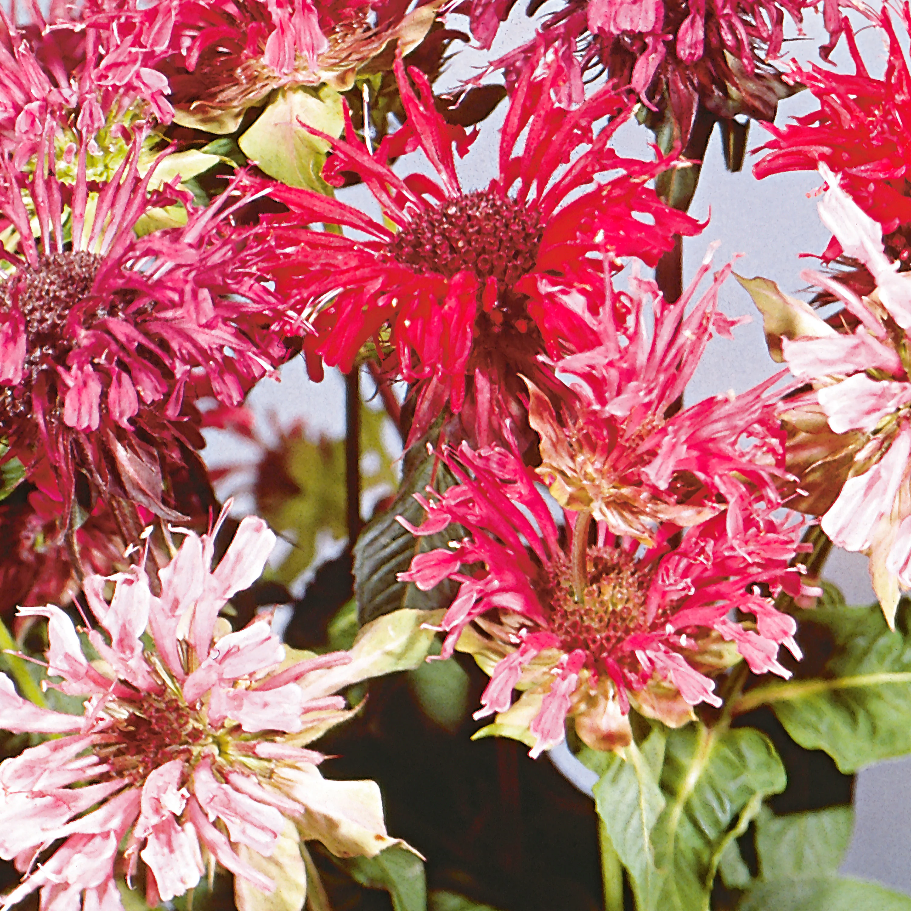 Bee Balm (2 Pack) - Image 3