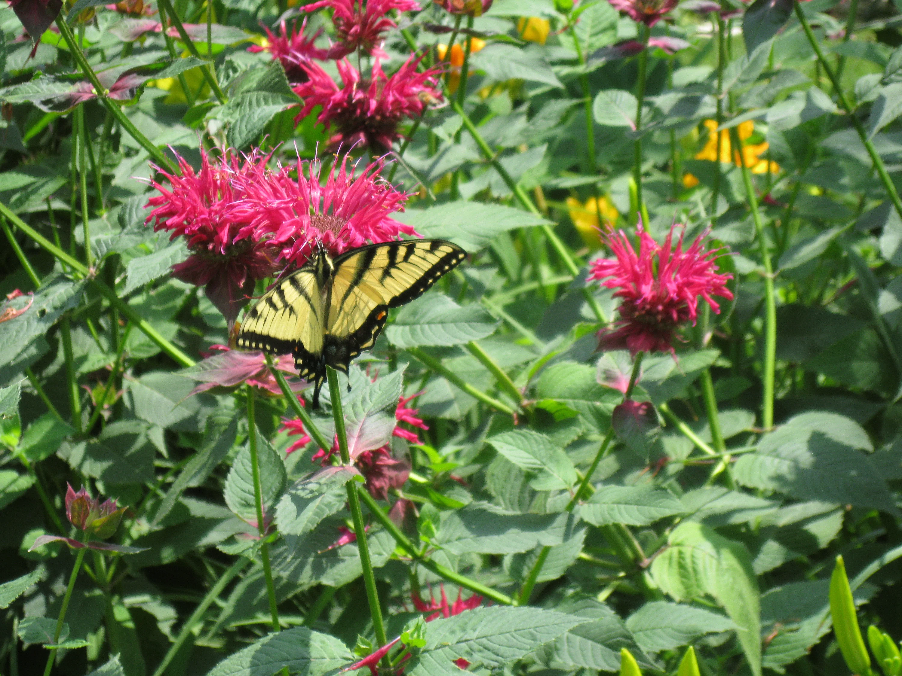 Bee Balm (2 Pack) - Image 4