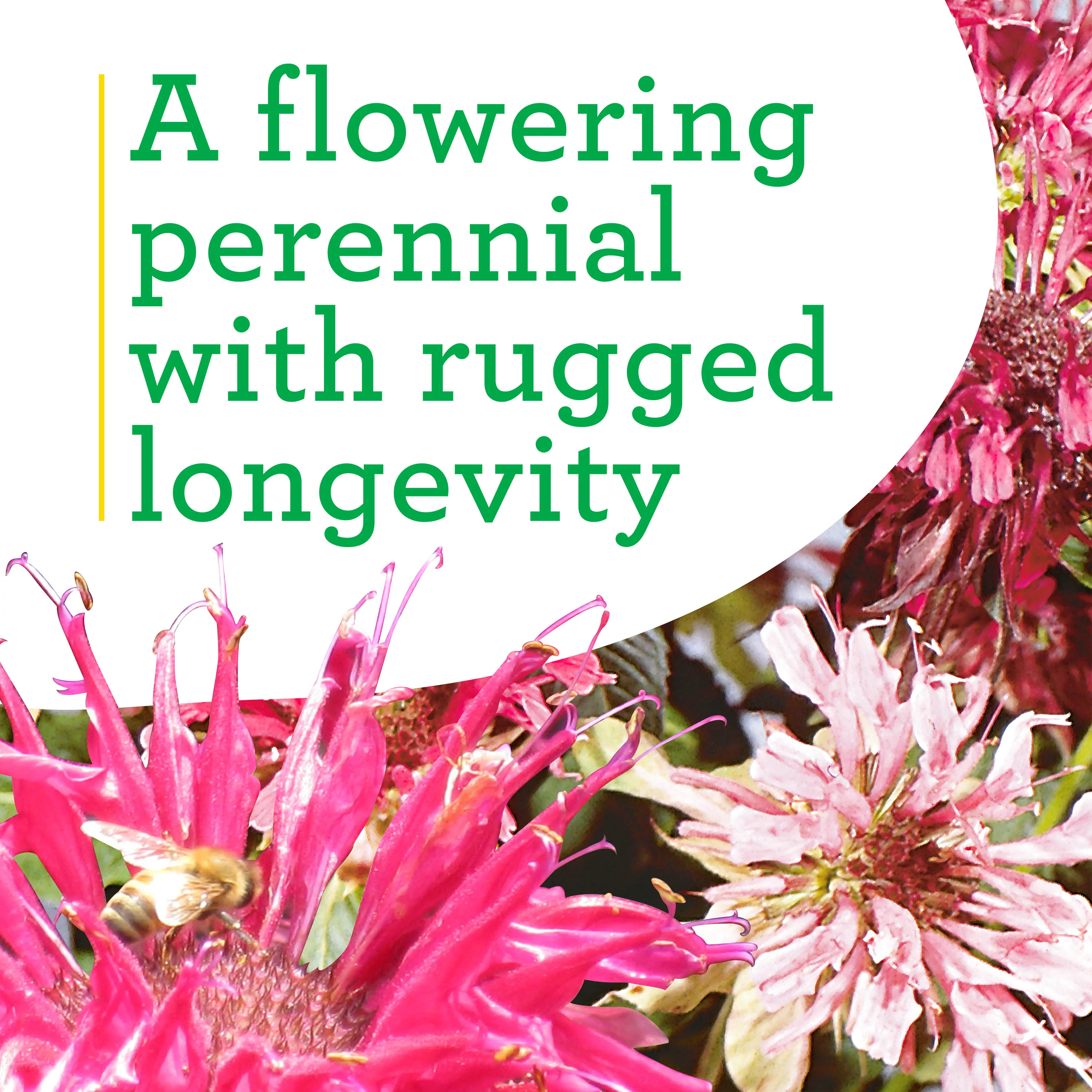 Bee Balm (2 Pack) - Image 6