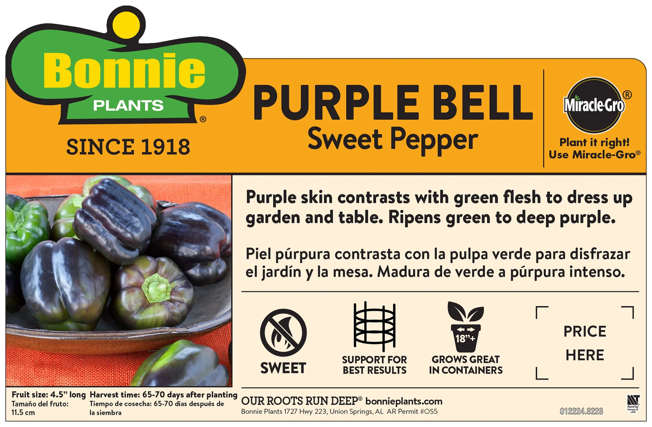 Purple Bell Pepper (2 Pack) - Image 3