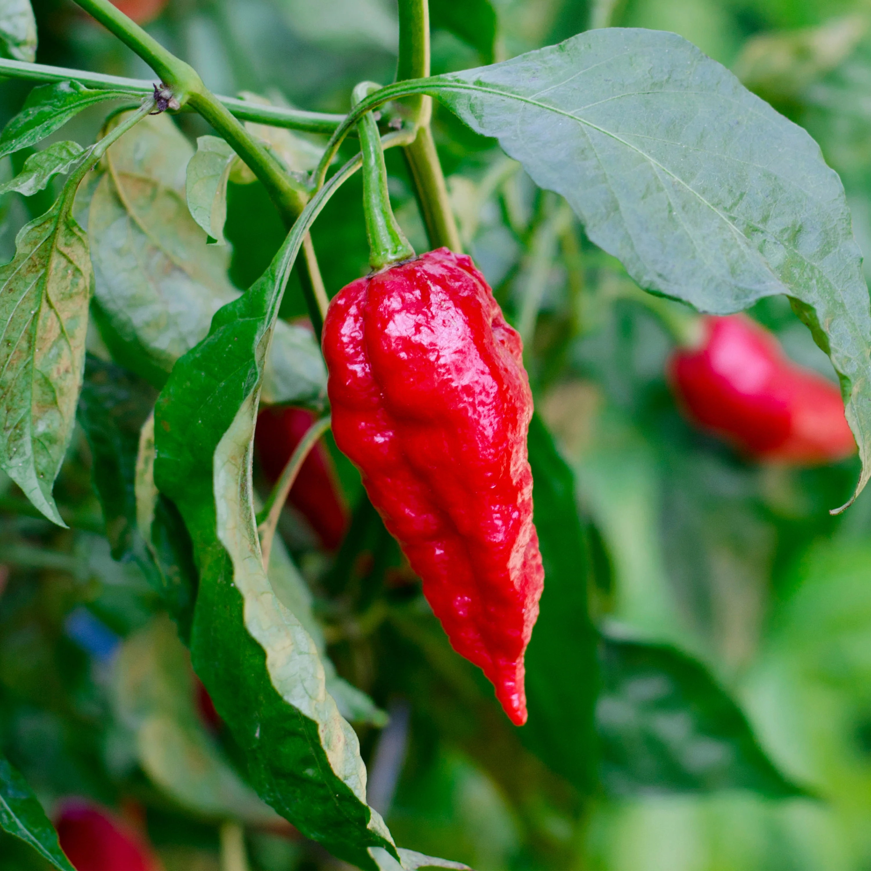 Red Ghost Super Hot Pepper (2 Pack) - Image 3