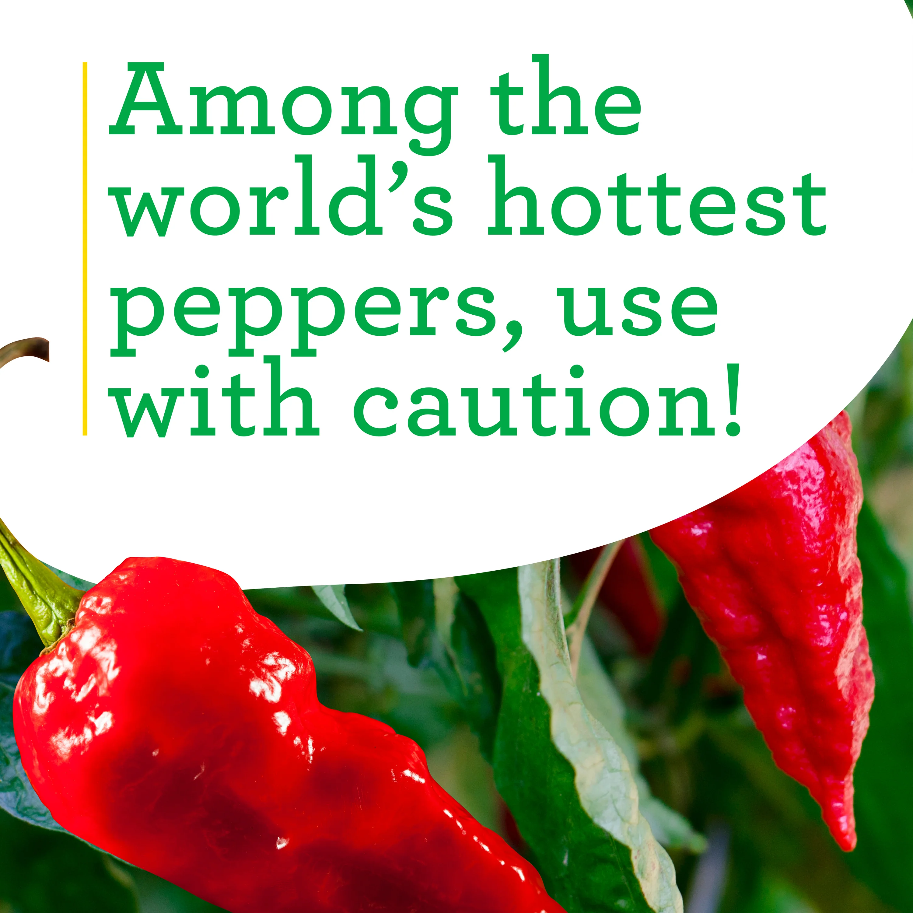 Red Ghost Super Hot Pepper (2 Pack) - Image 4
