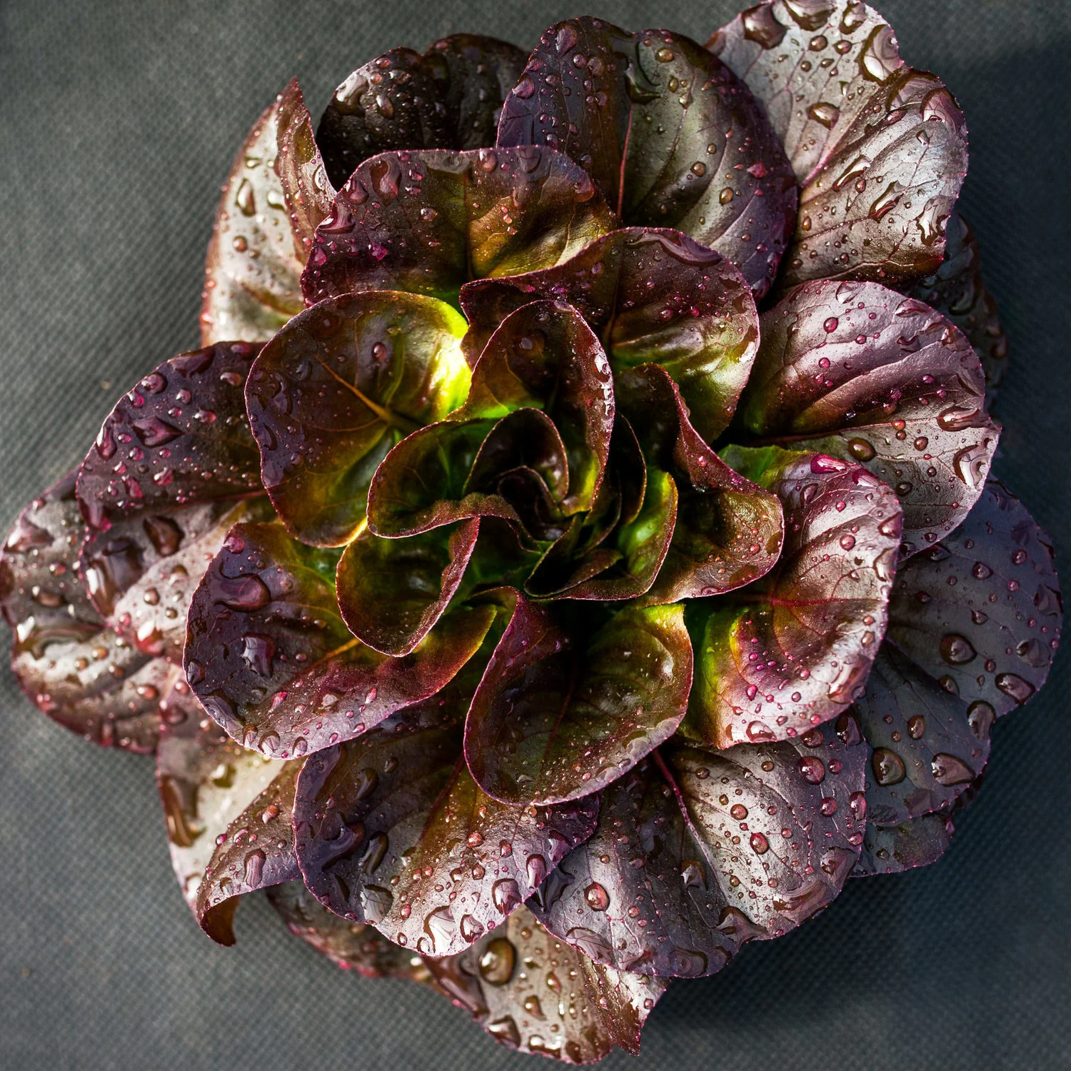 Red Romaine Lettuce (2 Pack)