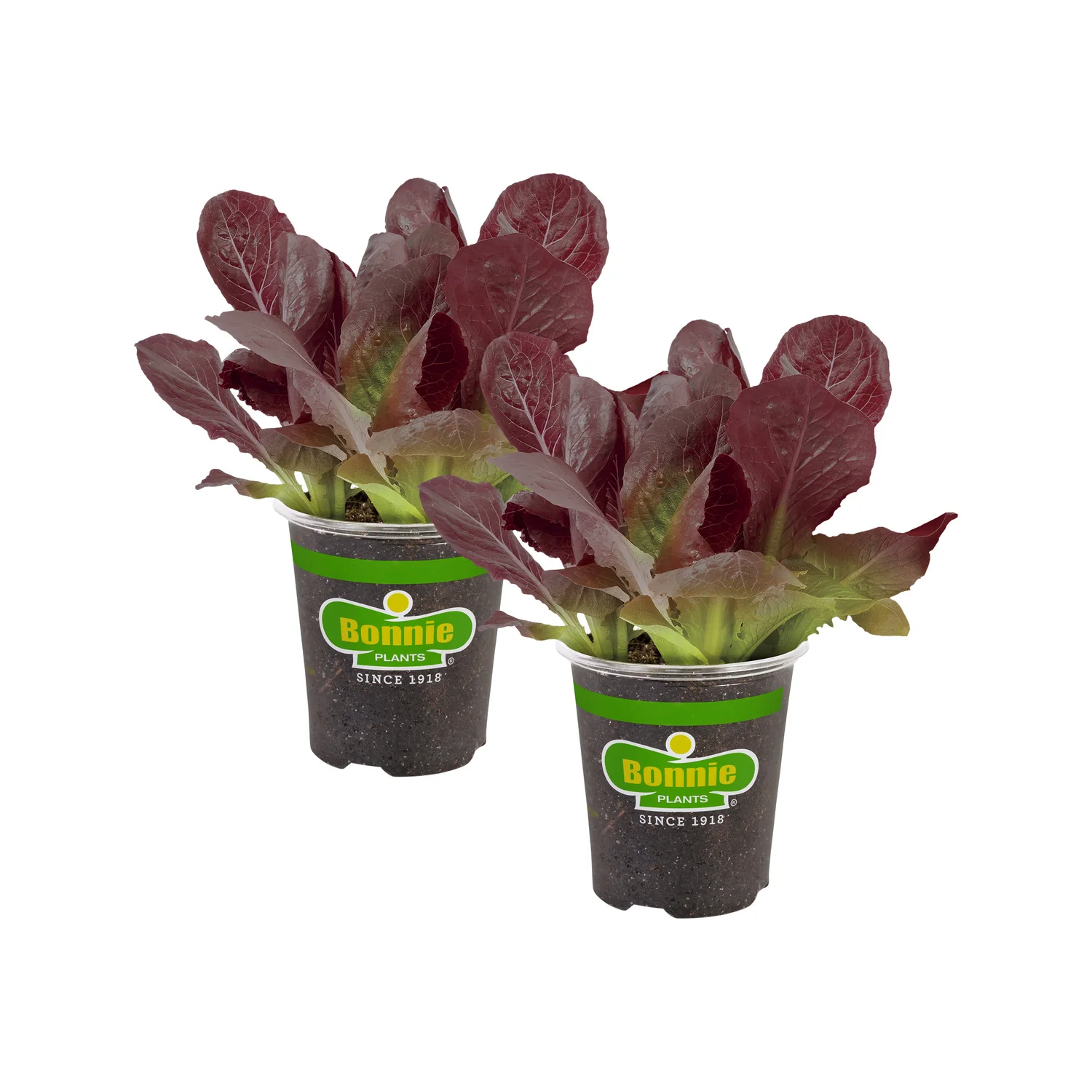 Red Romaine Lettuce (2 Pack) - Image 2