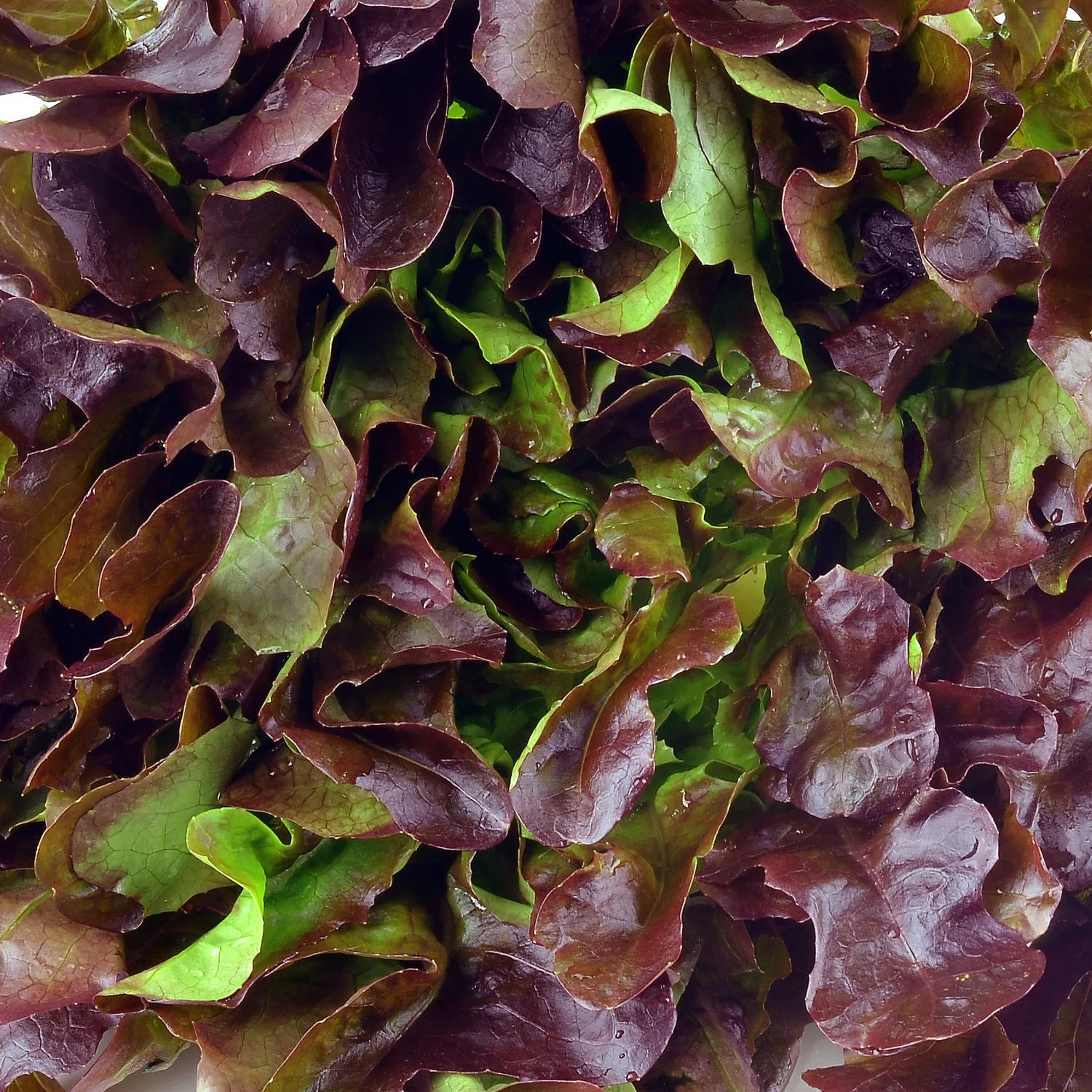 Red Romaine Lettuce (2 Pack) - Image 3