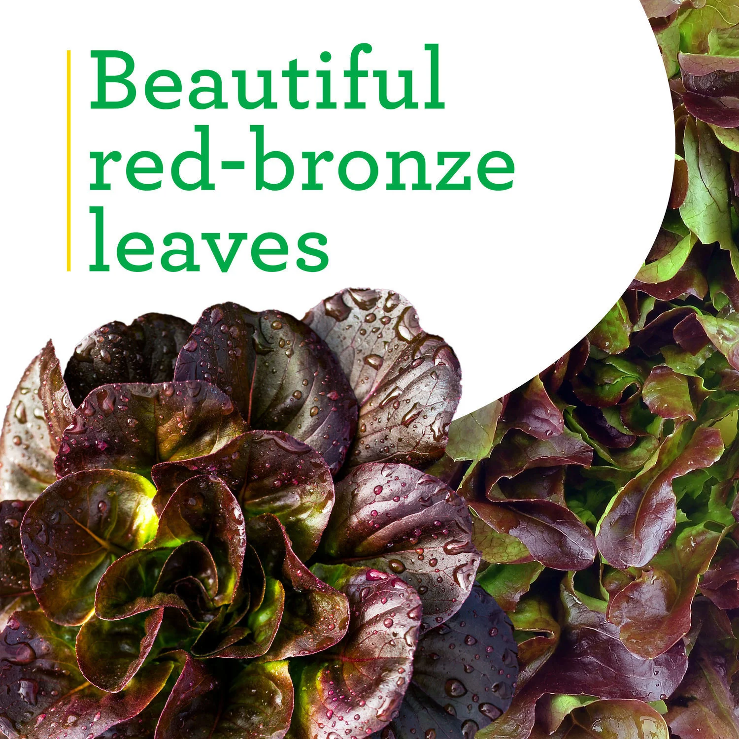 Red Romaine Lettuce (2 Pack) - Image 4