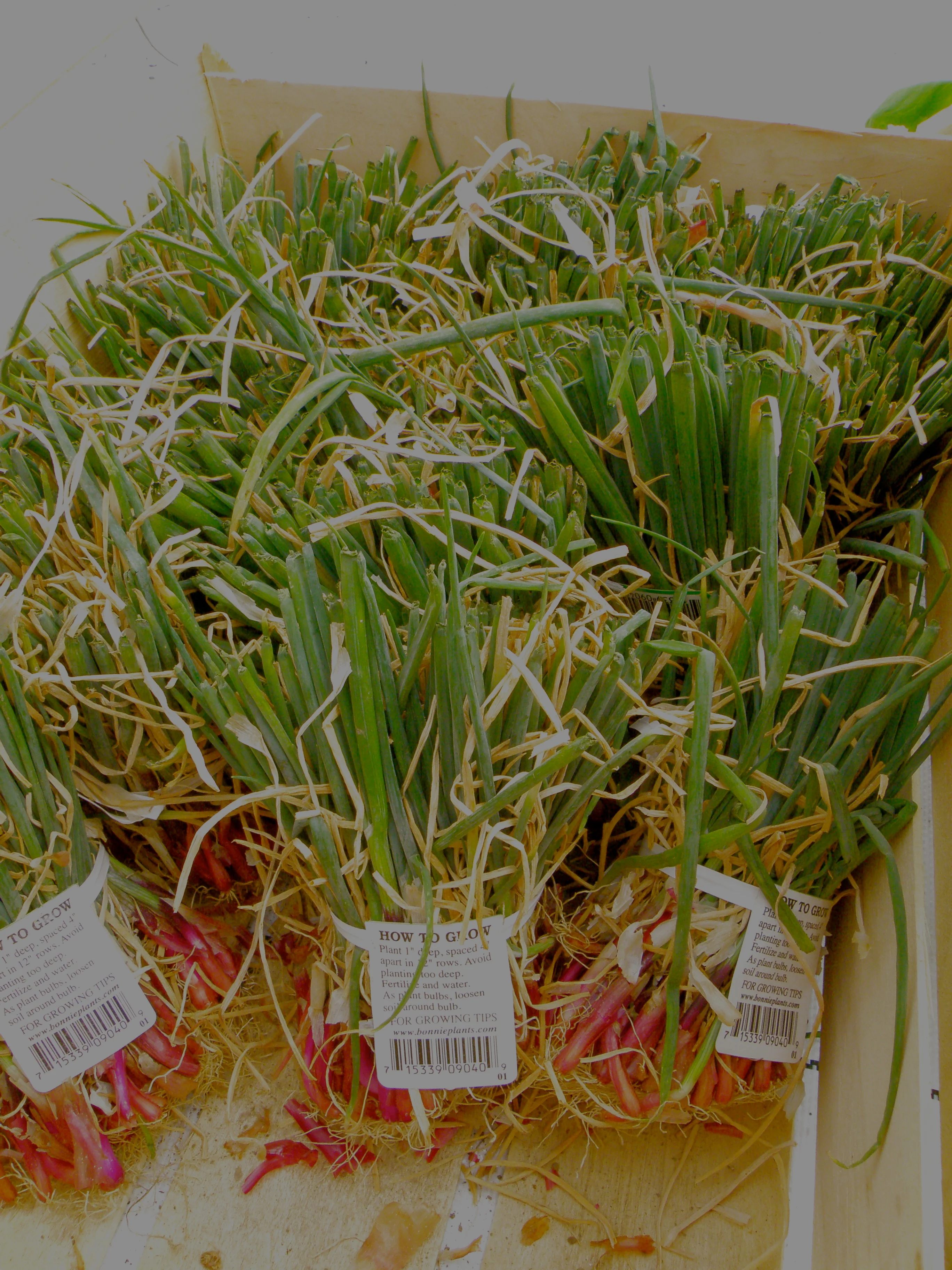 Red Zeppelin Onion (2 Pack) - Image 6