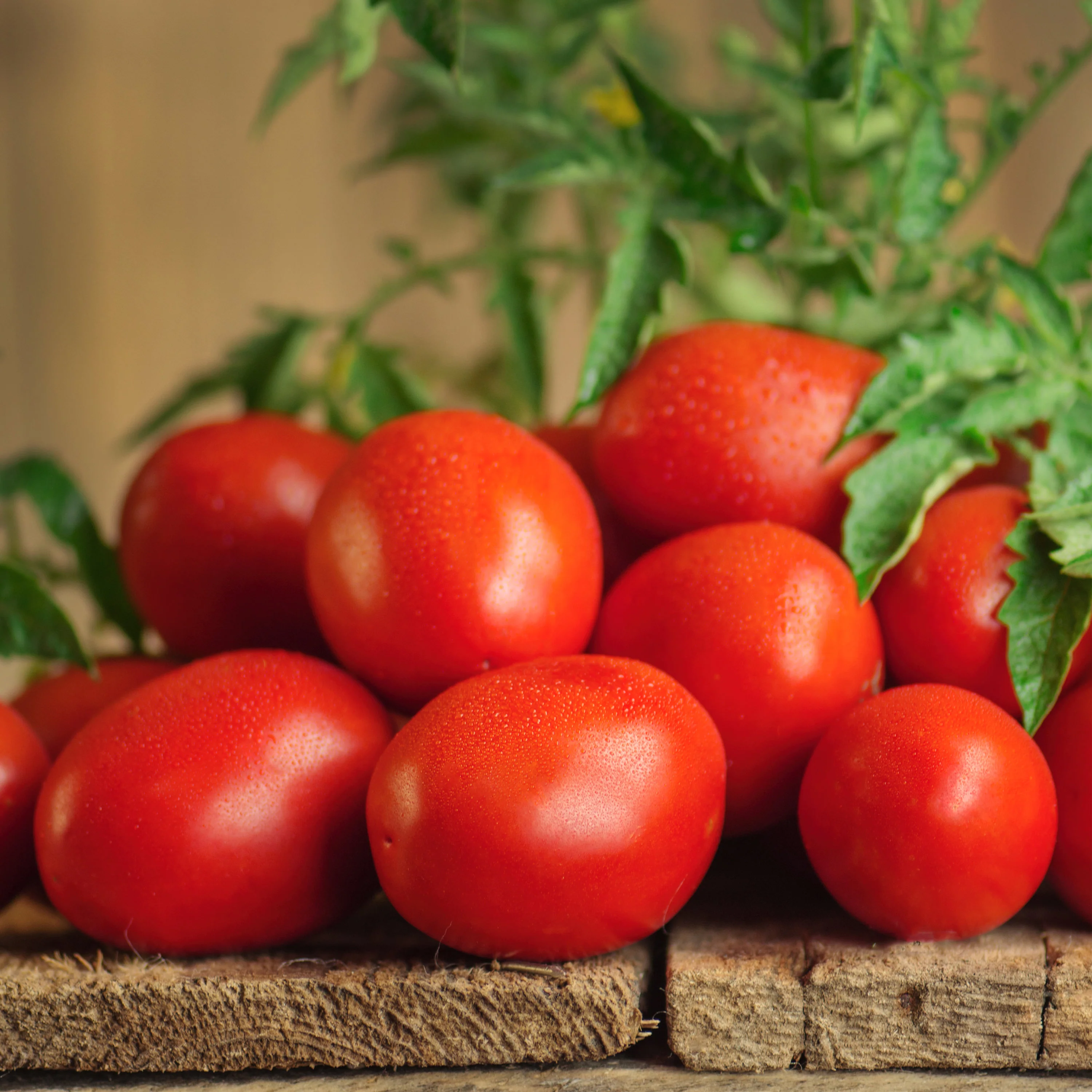 Roma Tomato (2 pack) - Image 3