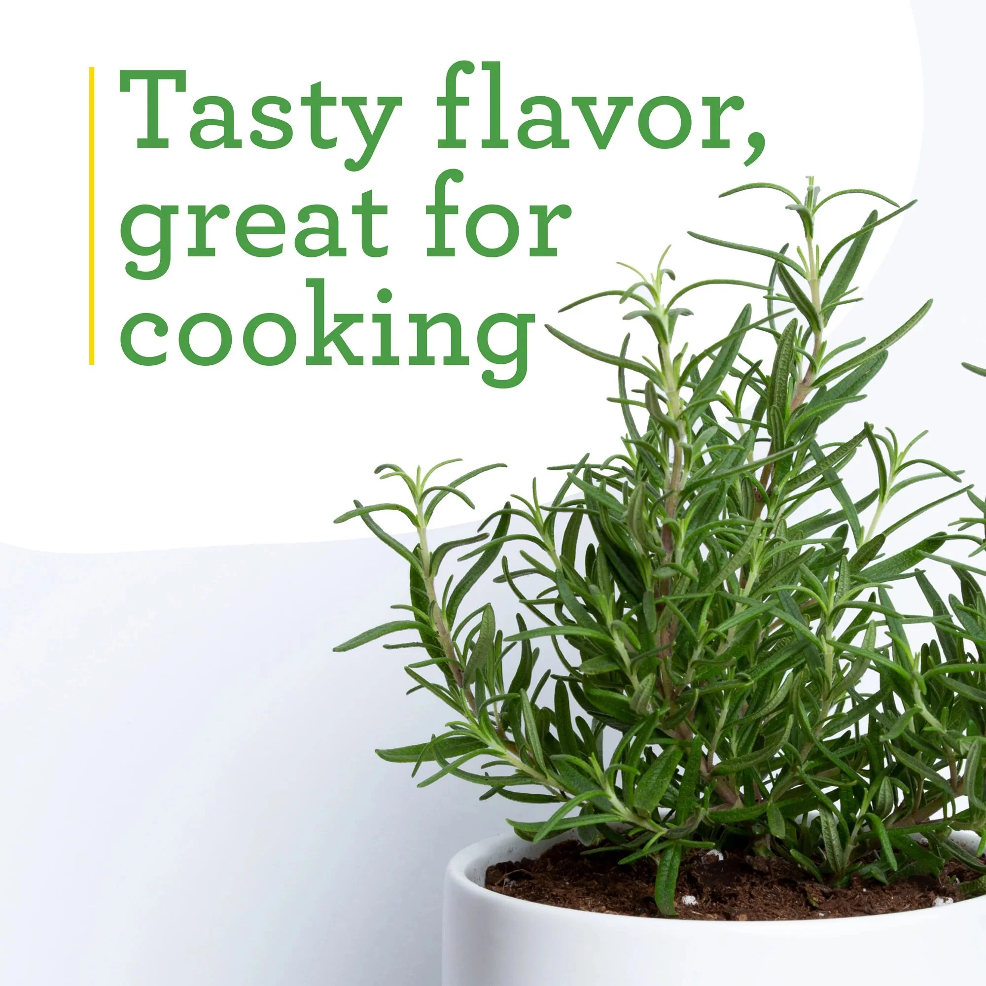 Rosemary (2 Pack) - Image 4