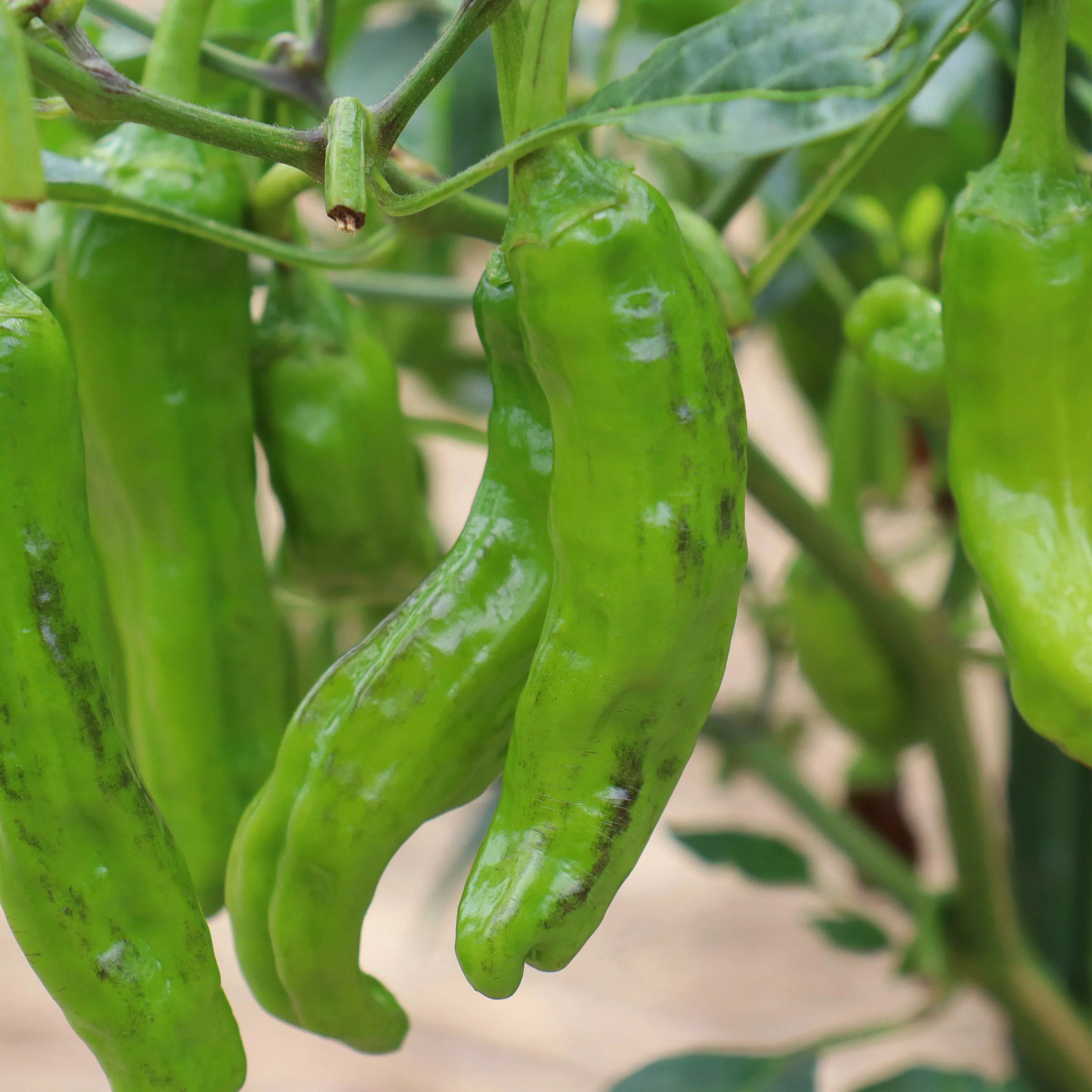 Shishito Pepper (2 Pack) - Image 3