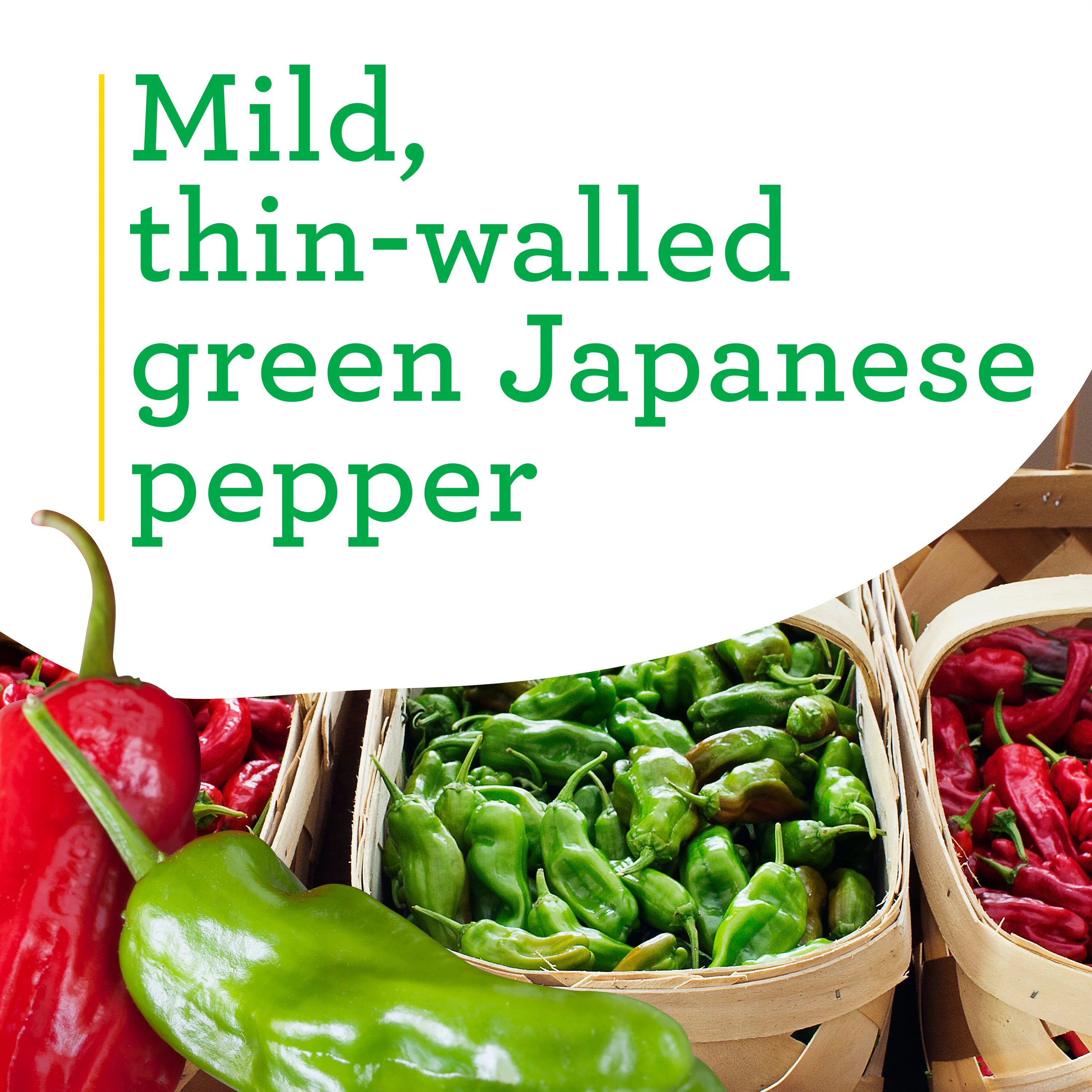 Shishito Pepper (2 Pack) - Image 4