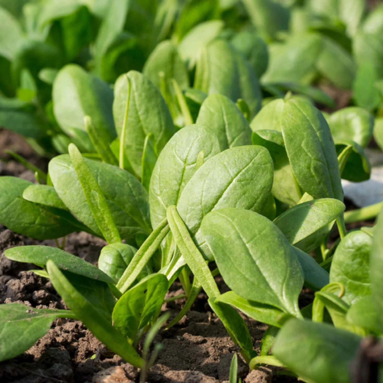 Spinach (2 Pack) - Image 3