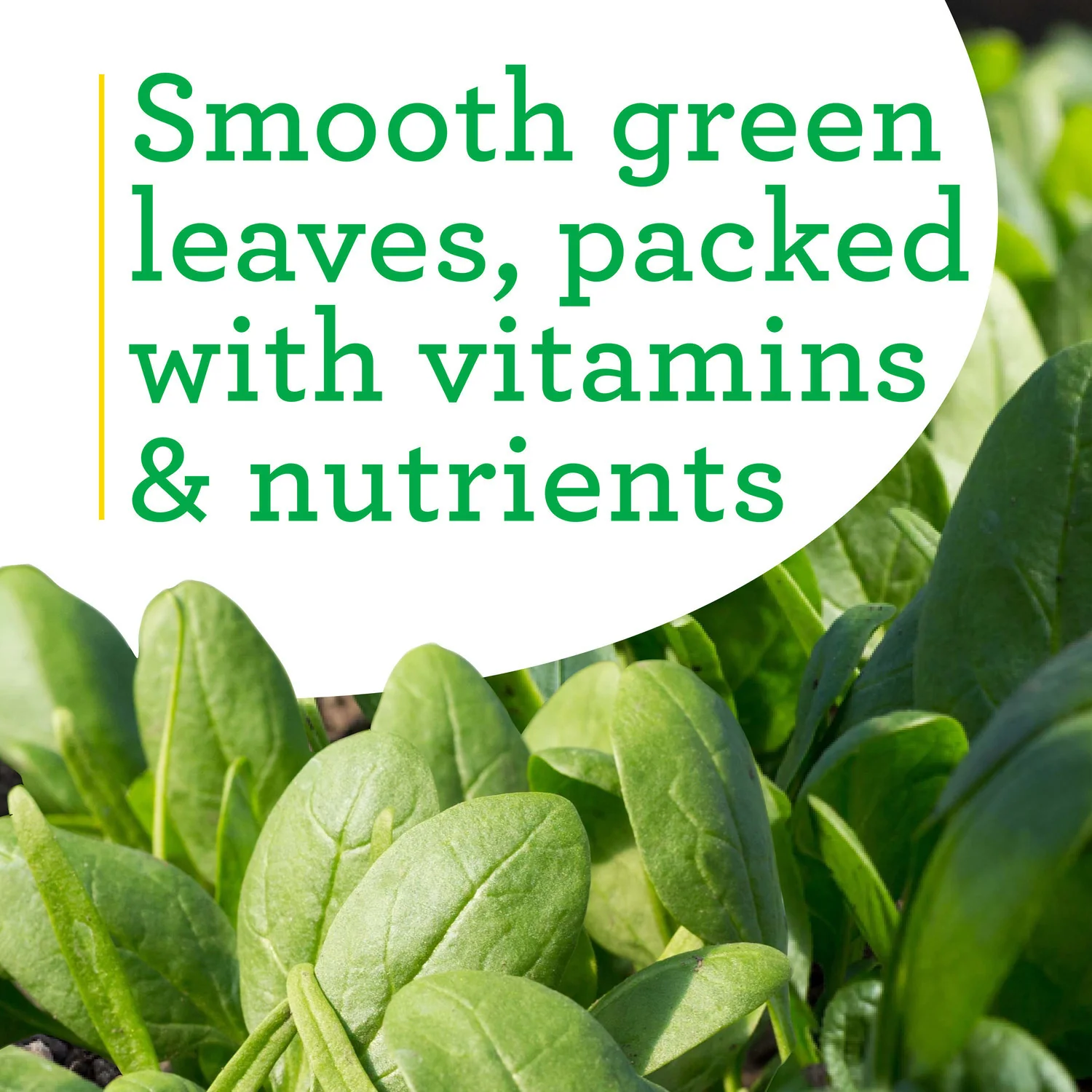 Spinach (2 Pack) - Image 4