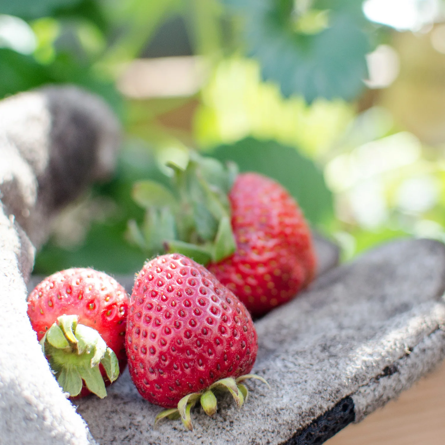 Strawberries (2 Pack) - Image 4