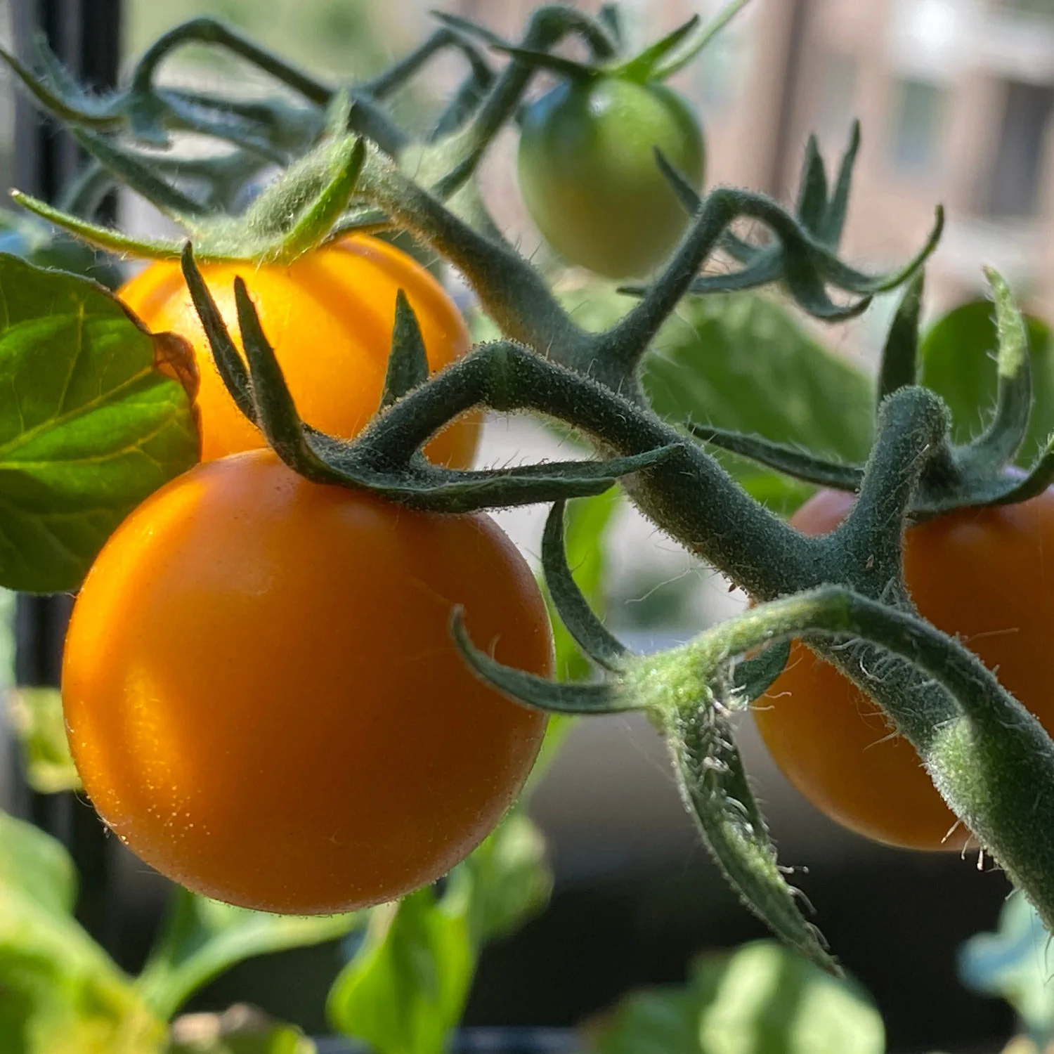 Sun Sugar Yellow Cherry Tomato (2 Pack) - Image 3
