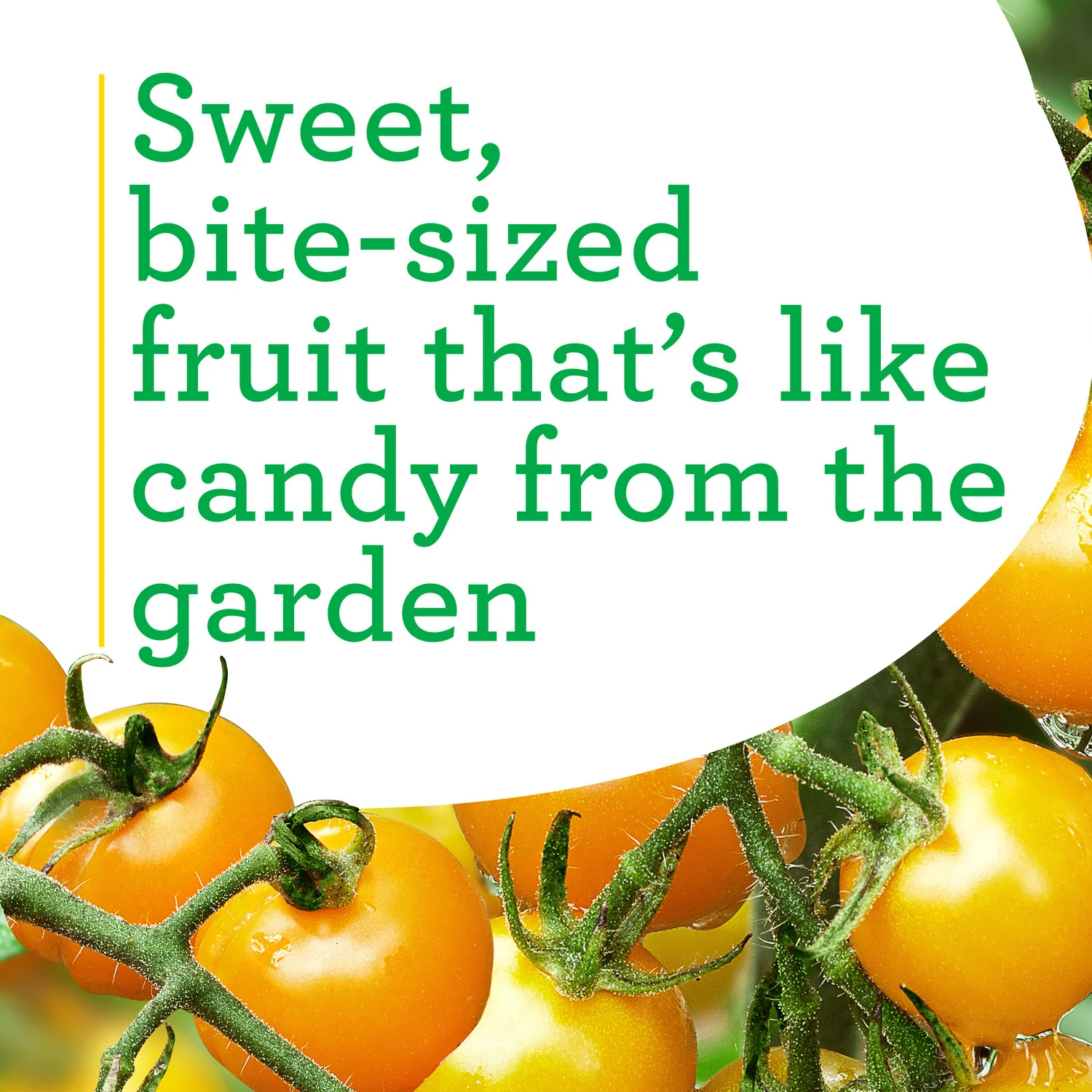Sun Sugar Yellow Cherry Tomato (2 Pack) - Image 4