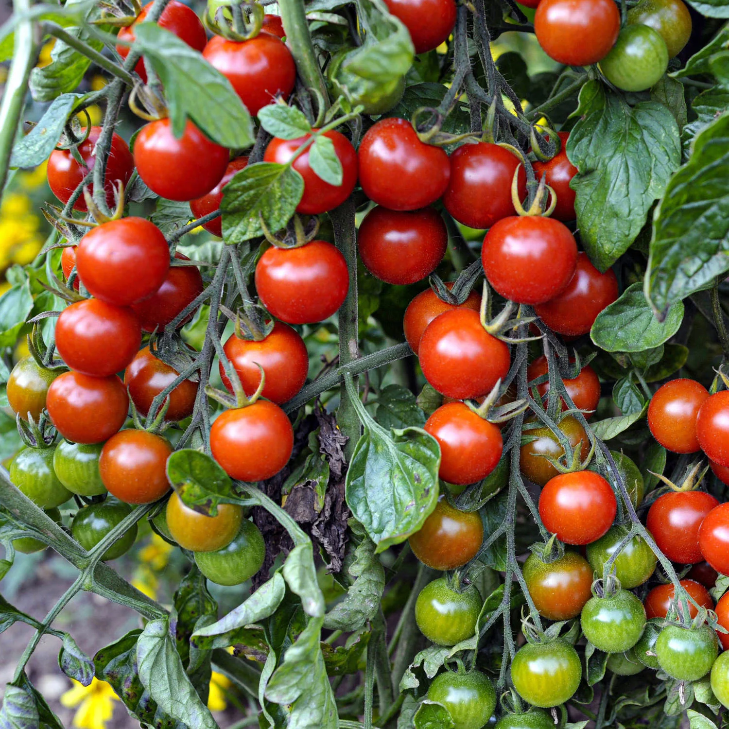 Super Sweet 100 Tomato (2 Pack) - Image 3