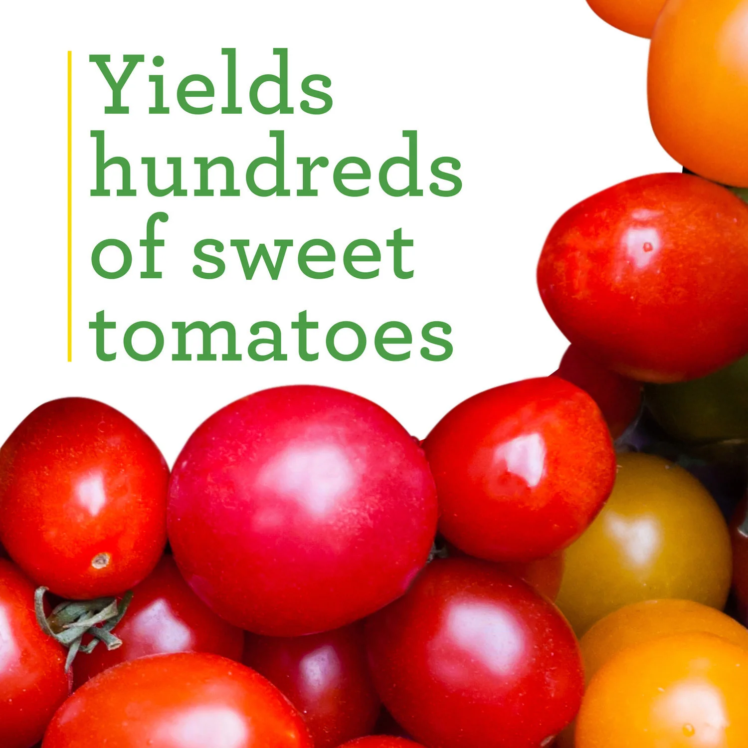 Super Sweet 100 Tomato (2 Pack) - Image 4
