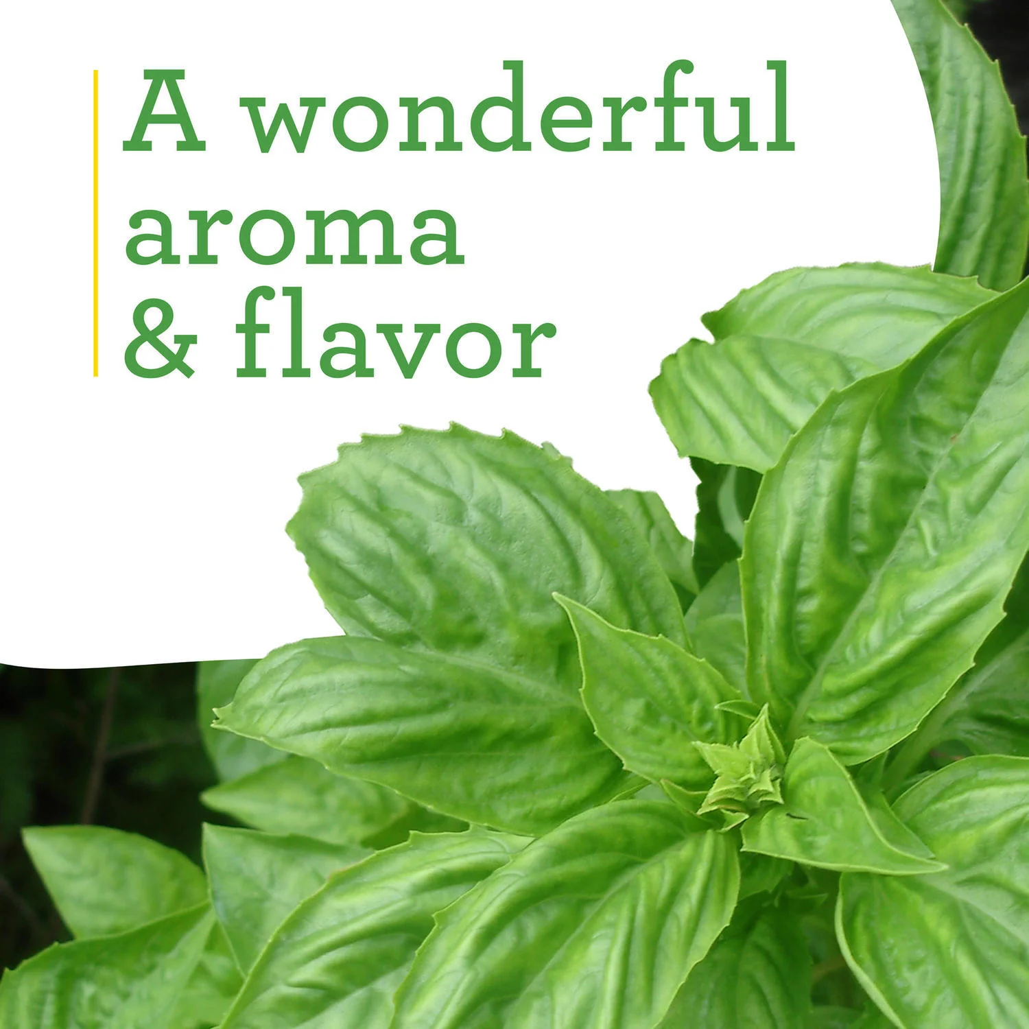 Sweet Basil (2 Pack) - Image 4