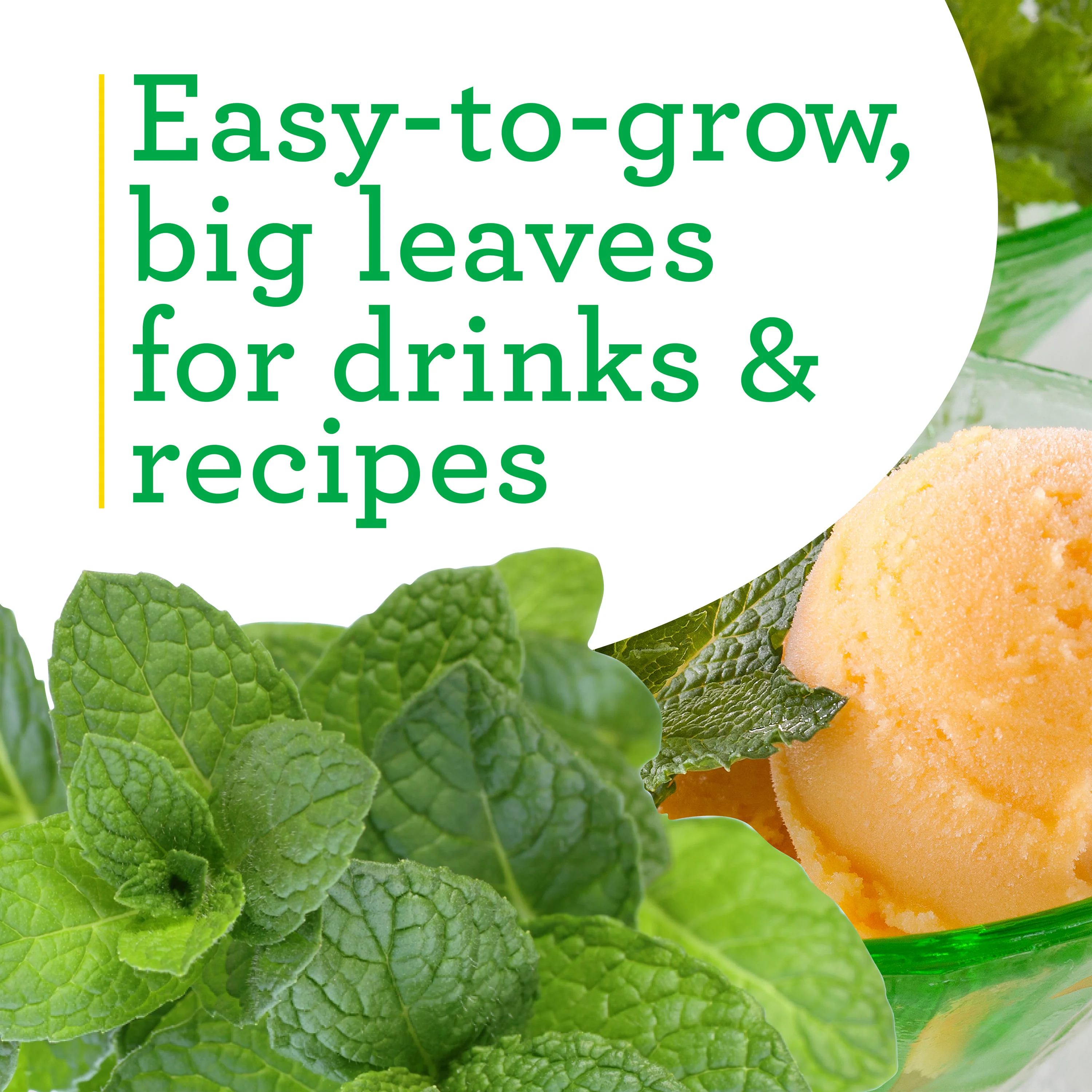 Sweet Mint (2 Pack) - Image 4