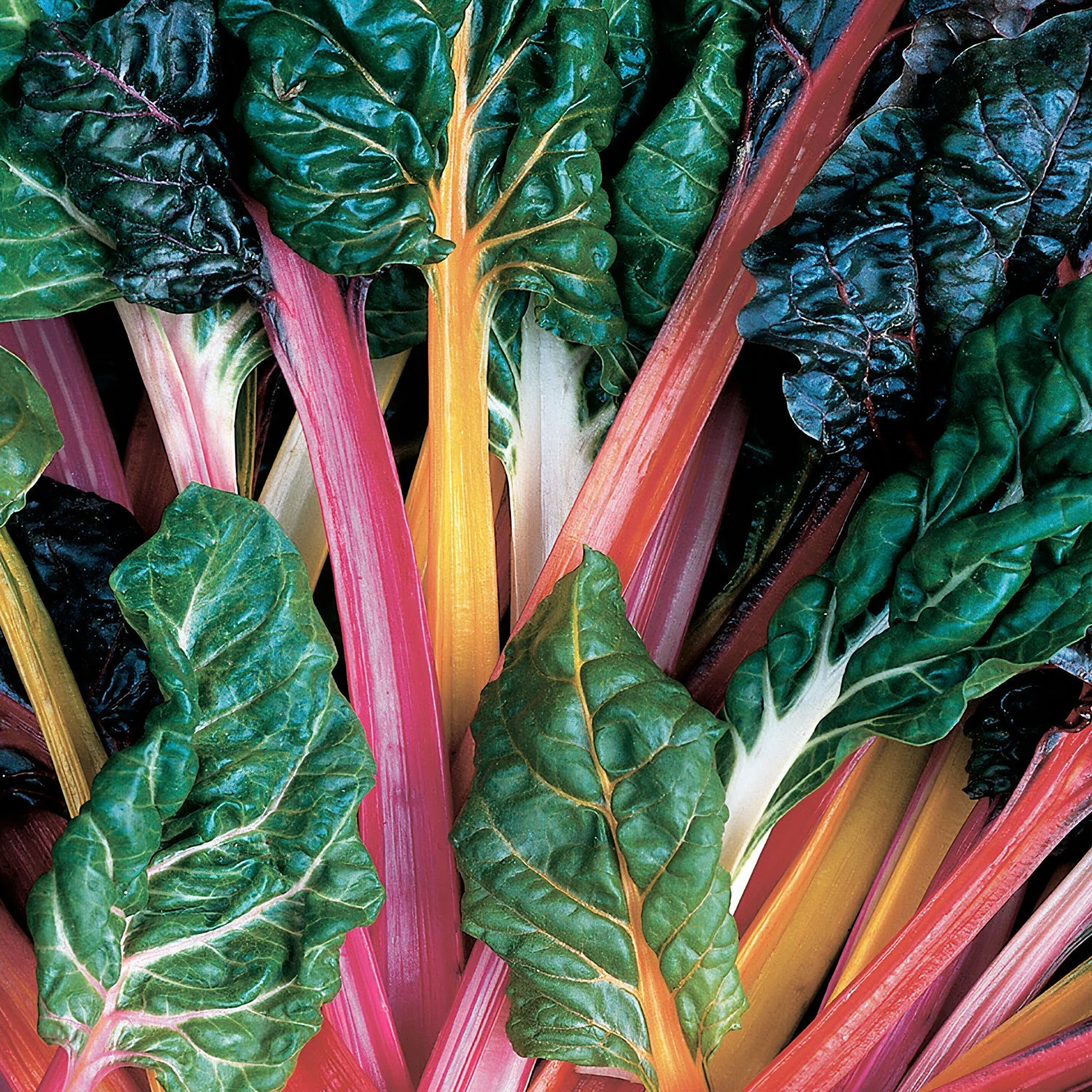 Swiss Chard (2 Pack) - Image 3